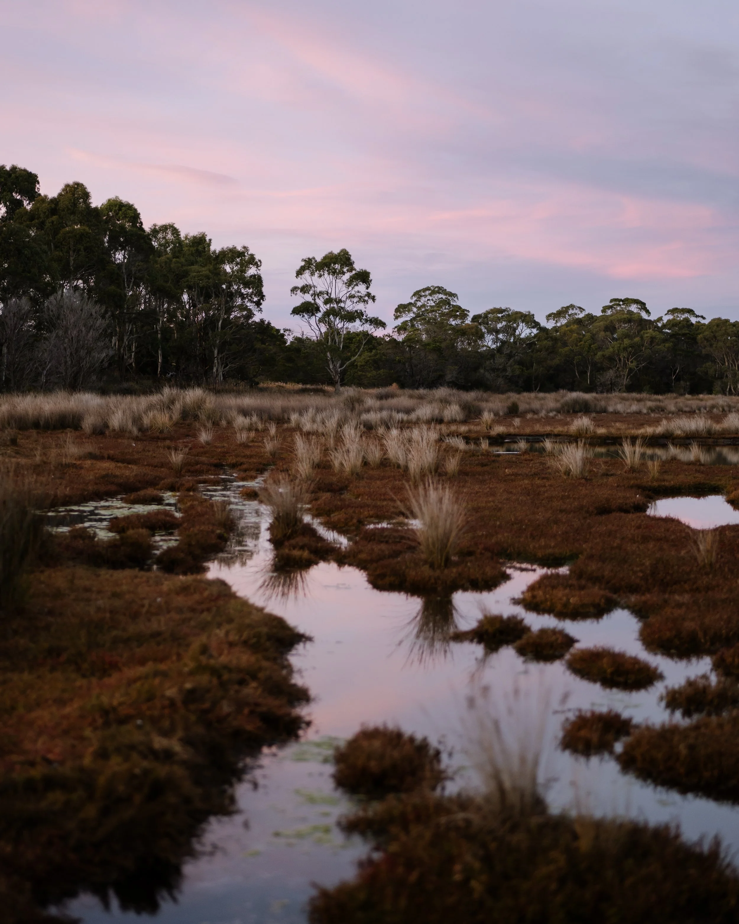 Moulting Lagoon (2).jpg