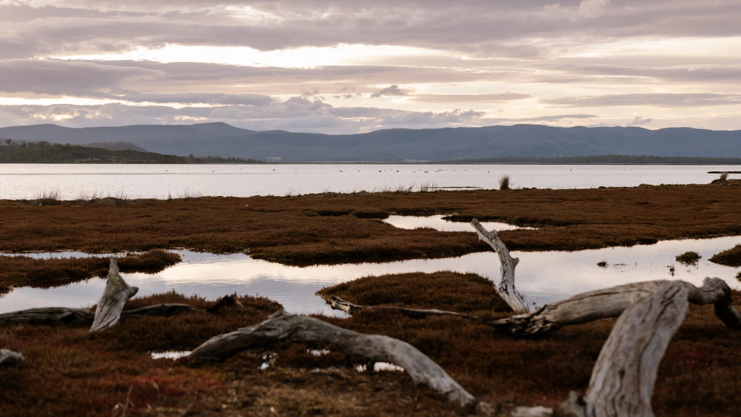 Moulting Lagoon (11).jpg