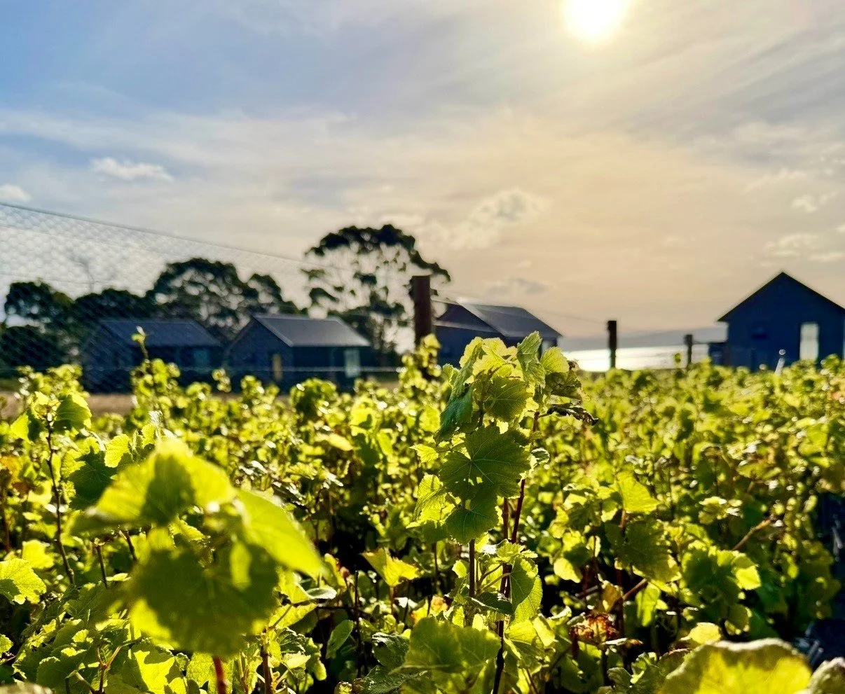 Vineries in Tasmania