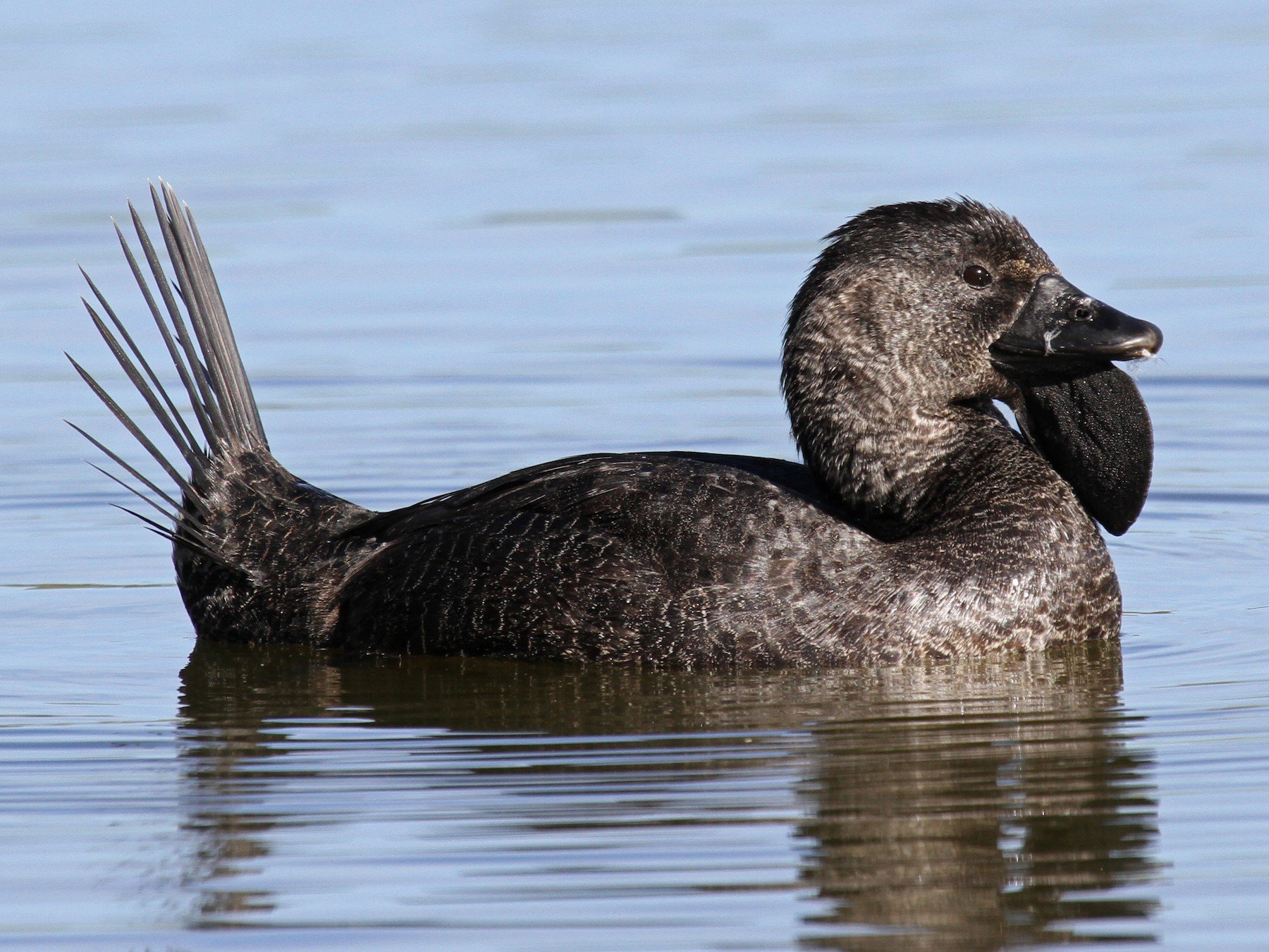 Tasmania Bird Watchers
