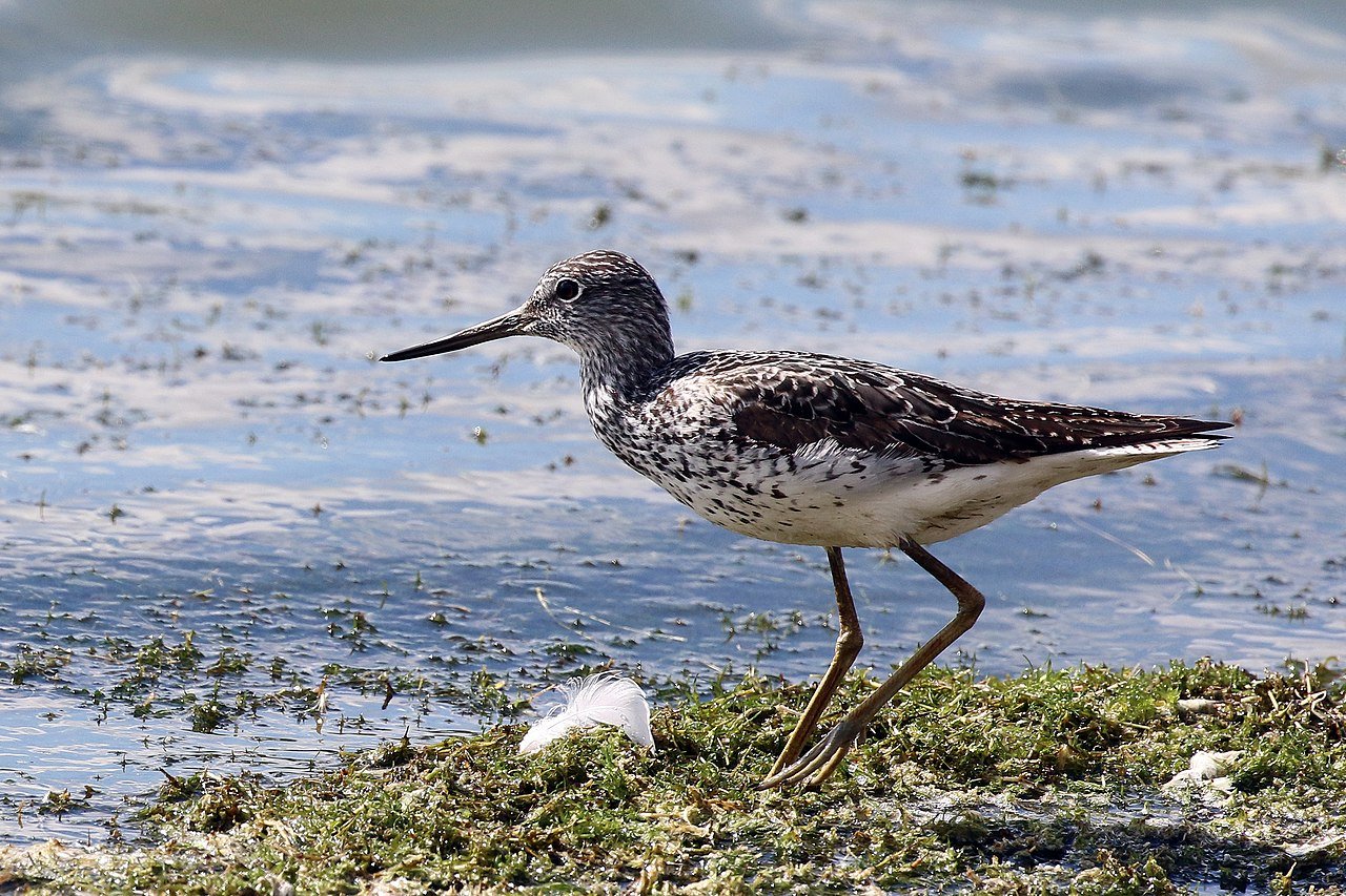 Greenshank_(Tringa_nebularia).jpg