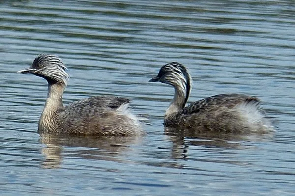 hhgrebe_bh_1000864_3.jpg