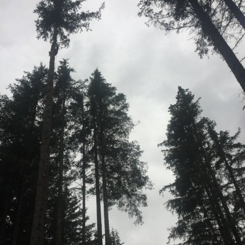 AAA TREE SERVICE LLC gallery 7