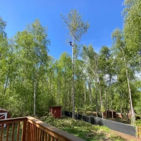 AAA TREE SERVICE LLC gallery 5