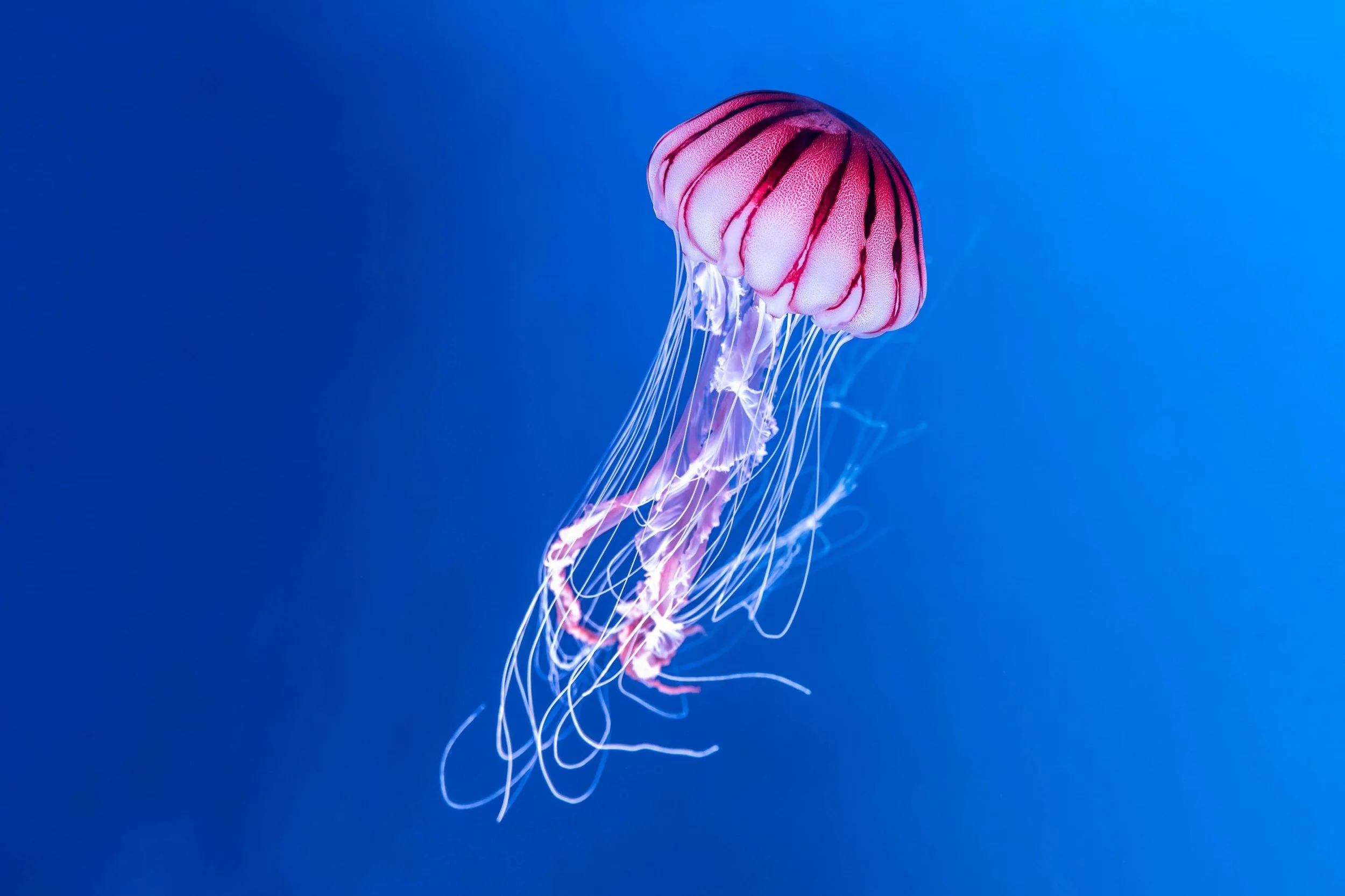 Jellyfish - Ben Weatherill - New Theatre