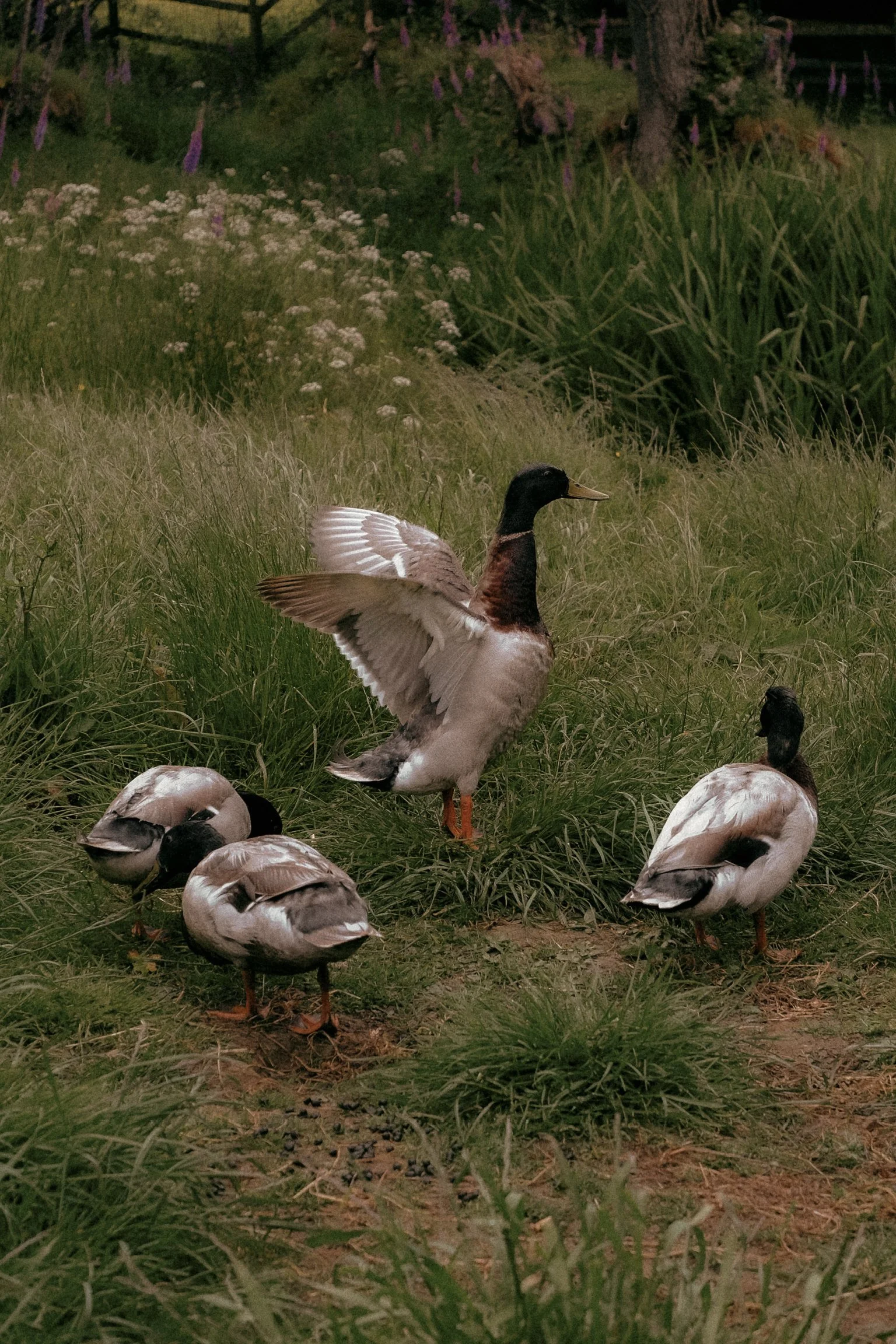 DSCF2467.jpg