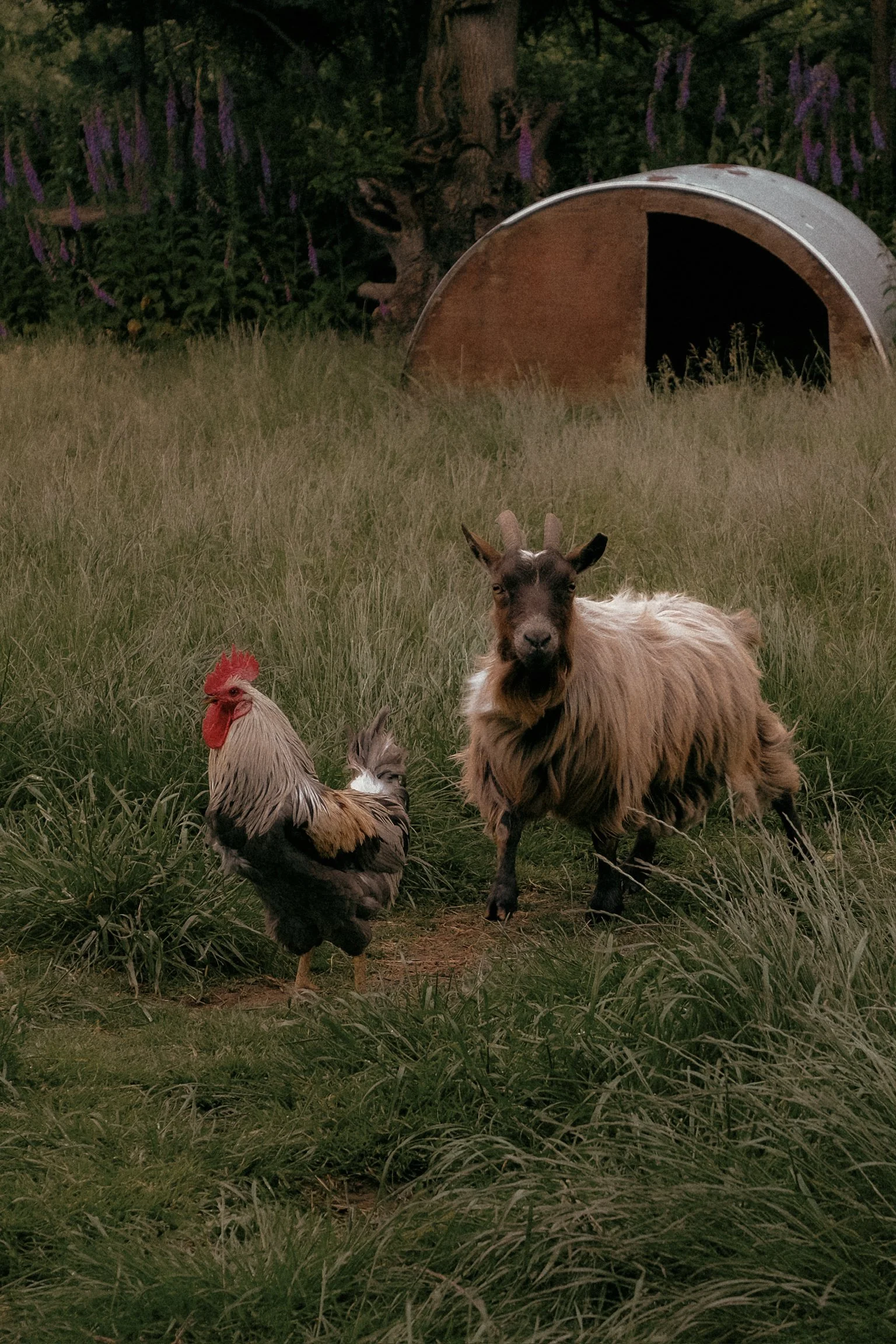 goat and cockeral.jpg