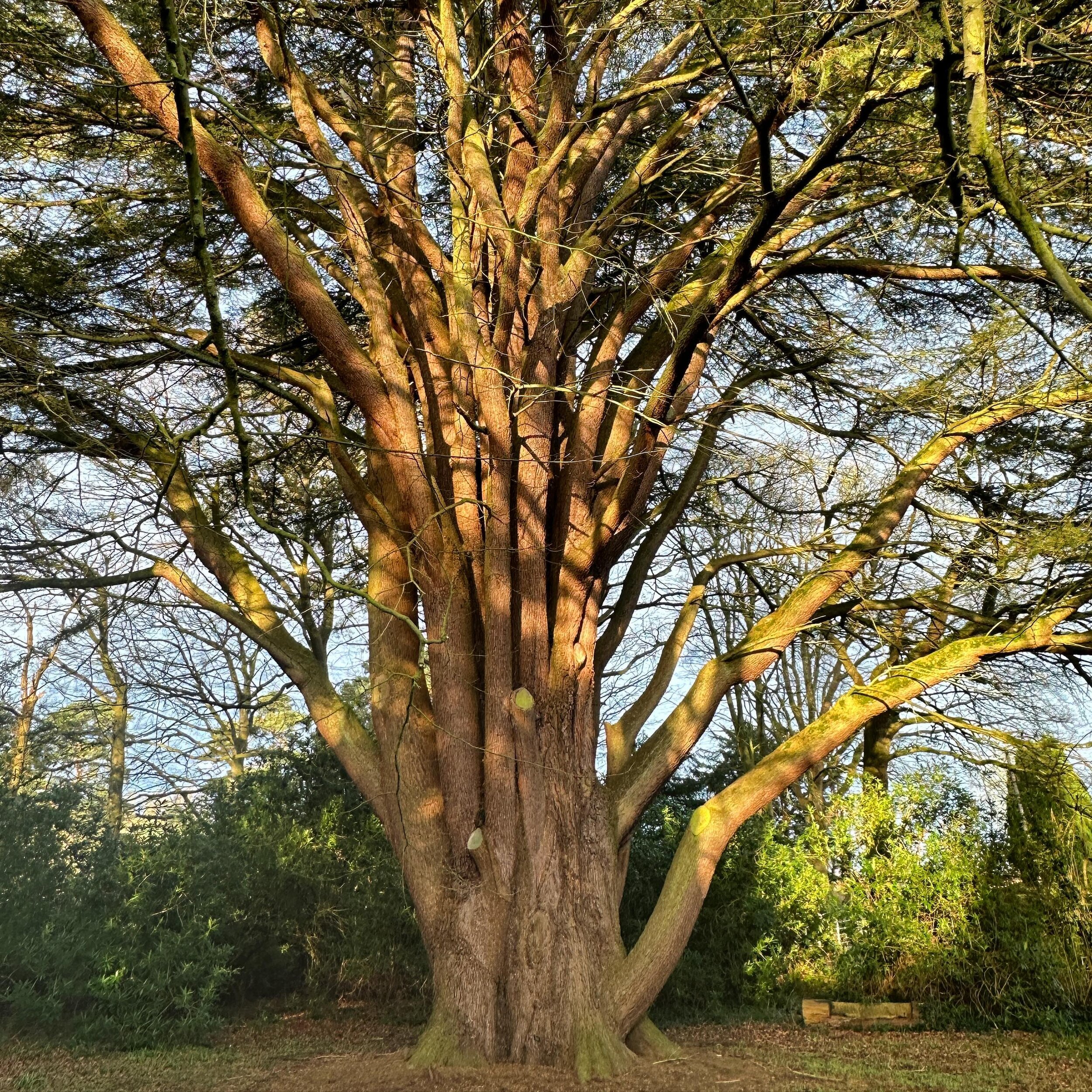 The much admired cedar of Lebanon at Treberfydd has a circumference of 8.6m and a height of 30m (measured earlier this month by @jackpinetreesltd as part of a tree survey of the grounds). We are submitting it to the Tree Register, a database of the l