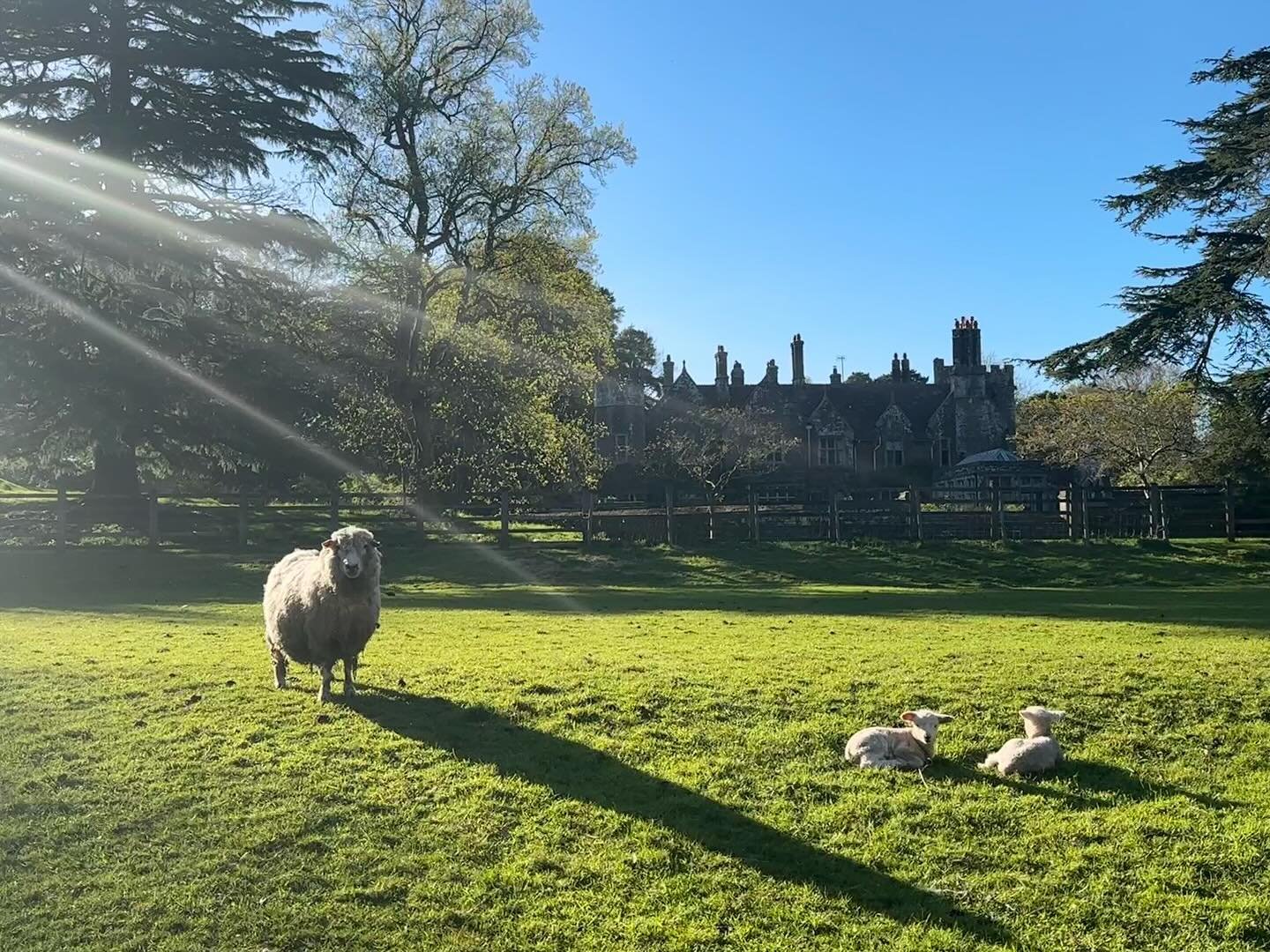 The grass is growing, the ground is drying out and lambs are still arriving. Wedding season is around the corner! #treberfyddhouse