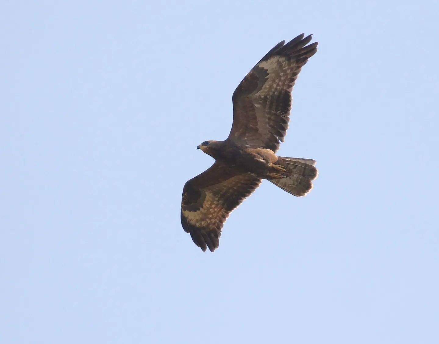 Mijn deelnemers deze ochtend in de Amsterdamse Waterleidingduinen wilden graag een wespendief zien. Nou, we werden op onze wenken bediend met maar liefst drie doortrekkende juveniele vogels, waaronder dit kakelverse chocoladebruine exemplaar die we b