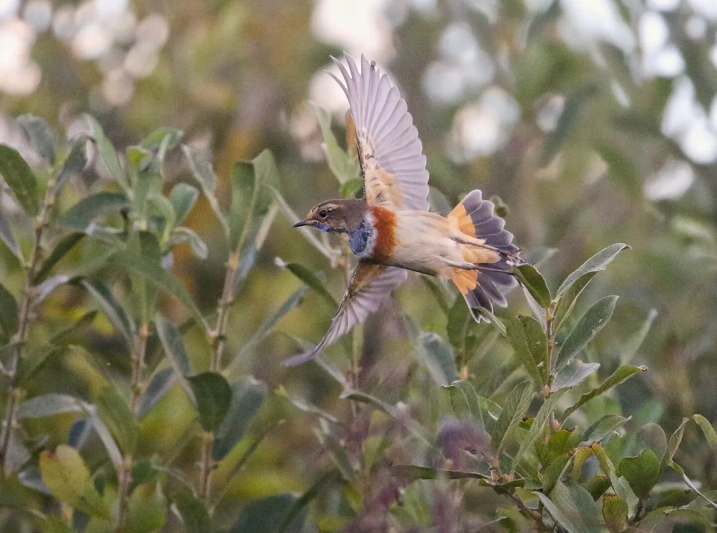 De Blauwborst staat natuurlijk bekend om zijn fraaie blauwe keeltje, maar ook zijn staart mag er wezen!

Happy Birding!

#blauwborst #vogels #birds #nature #naturephotography #natuur #bird #natuurfotografie #birdsofinstagram #vogel #birdphotography #