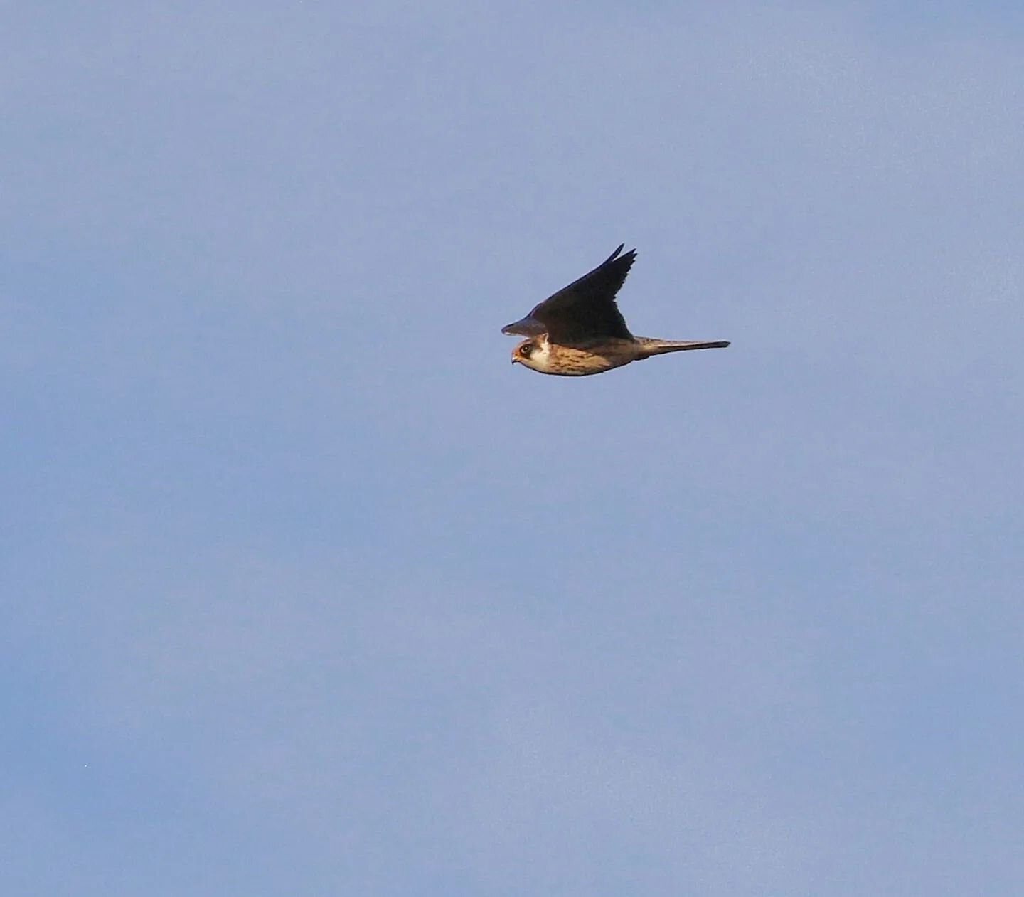 Deze roodpootvalk tijdens een excursie in de Kennemerduinen voor @dagjeindenatuur.nl vanmorgen was alweer mijn derde zelfontdekte deze week, maar zonder twijfel de mooiste! In eerste instantie vloog hij voorbij maar tien ging ie prachtig bovenin een 