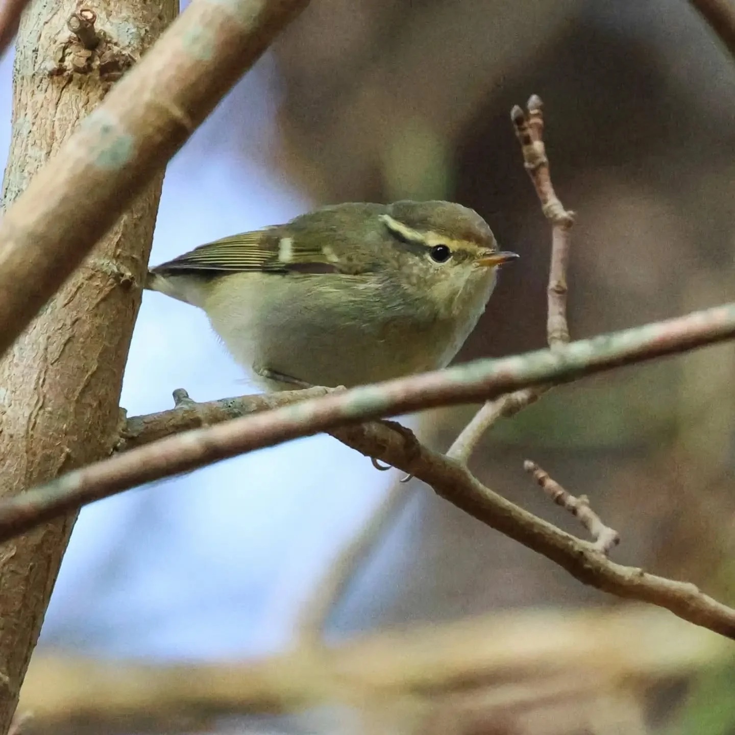 De maanden september/oktober staan weer voor de deur, d&eacute; maanden voor de fanatieke vogelaar. Dit is de tijd om op zoek te gaan naar zeldzame zangers. Herken jij ze alle 5? Laat het weten in de comments. 

In deze spannende periode geef ik een 