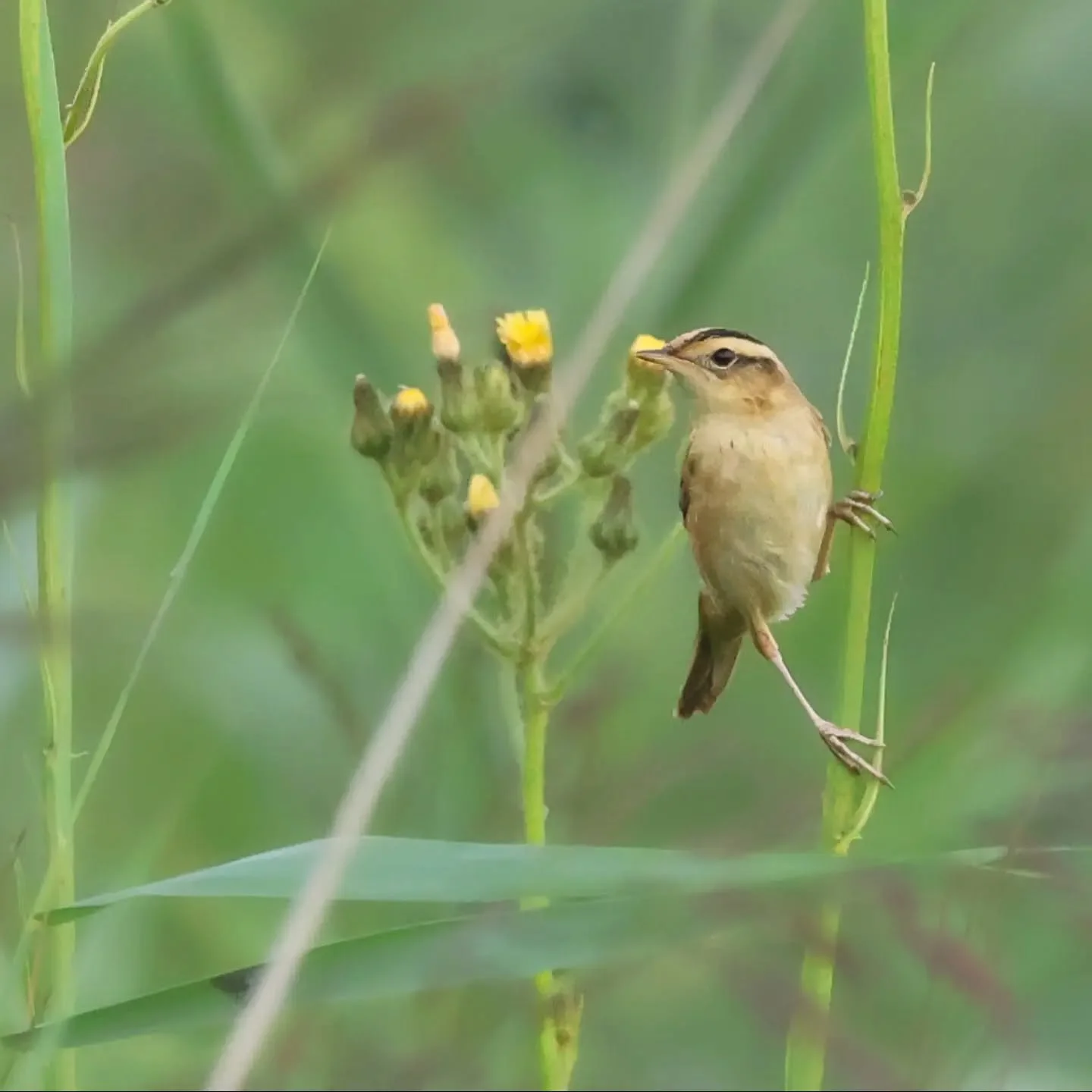Het is ons eindelijk gelukt, na vijf eerdere pogingen hebben @gisbert_vb en ik een waterrietzanger zelf ontdekt tijdens het opnemen van de @vogelspotcast! En dan ook nog eens twee vogels bij elkaar op een plek waar ze nog nooit eerder zijn waargenome