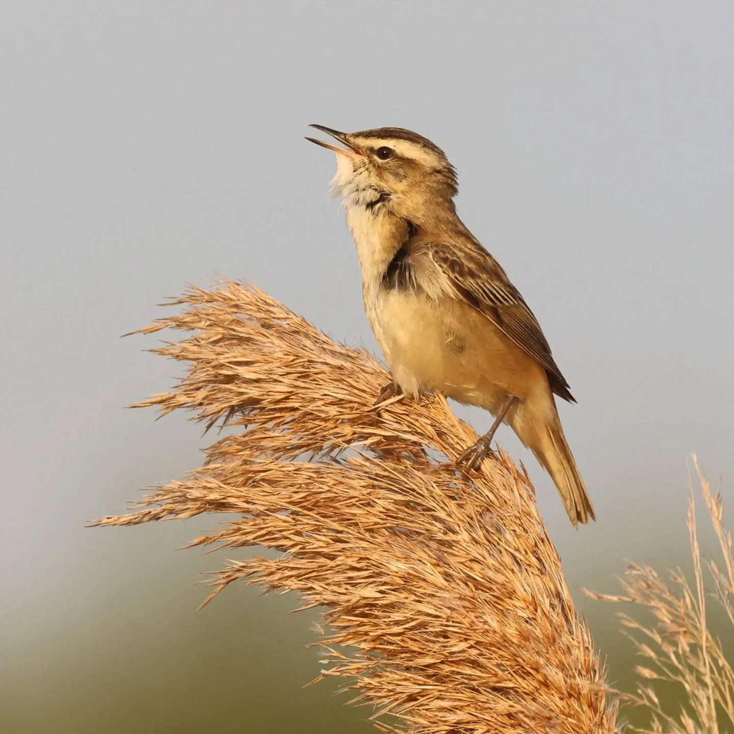 voor morgen zijn er nog een paar plekjes beschikbaar voor mijn excursie naar de Oostvaardersplassen. Een prachtige tijd van het jaar voor dit gebied met veel zingende moerasvogels, koekoeken, spotvogels en altijd een kans op iets geks.

wil je mee? k