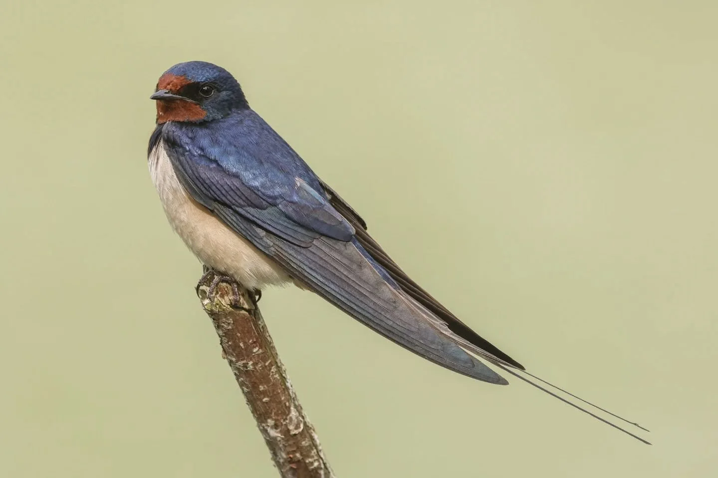 Je hoeft niet perse naar Zuid-Amerika om kleurrijke vogels te zien. In Nederland hebben we een aantal spectaculaire soorten die ook nog eens heel algemeen zijn. Neem de boerenzwaluw, met zijn iriserend blauwe mantel, rode keel en voorhoofd en de lang