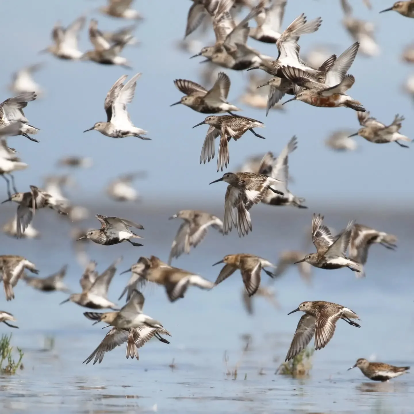 Het steltenseizoen staat weer voor de deur! Wat mij betreft de gaafste tijd van het jaar. Ik heb twee excursies naar twee topgebieden in de planning staan, de Oostvaardersplassen en de Ezumakeeg. Wil je mee? Wees er snel bij! Kijk dan op:

https://ww