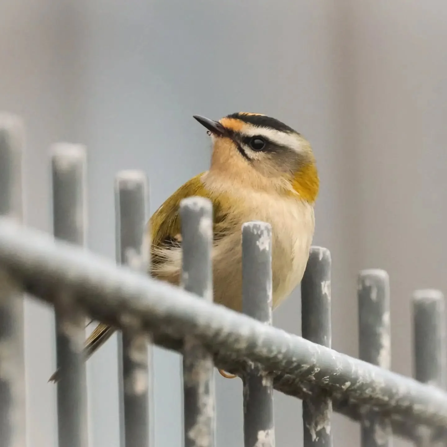 Laatst weereens een rondje over de Maasvlakte gemaakt. Geen zeldzaamheden gevonden, maar wel veel trekvogels op de vlakte aanwezig, waaronder aardig wat vuurgoudhaantjes :-) Trekvogels die boven zee terecht zijn gekomen ploffen vaak neer op het eerst