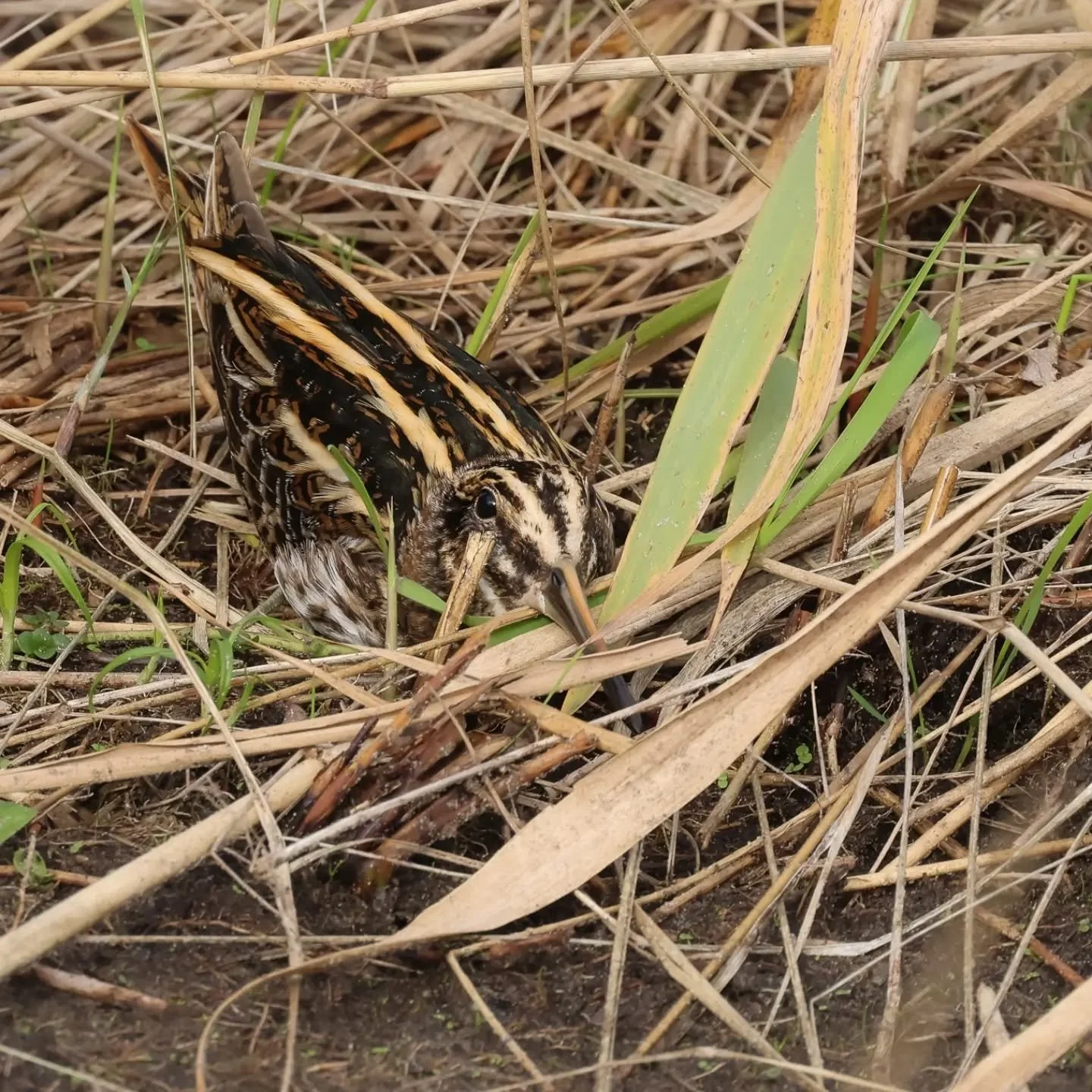 Tijdens mijn excursie in de AW-duinen van afgelopen vrijdag zagen we 3 bokjes, uiteraard gevonden met mijn warmtebeeldkijker van @nocpix_benelux. Het bokje is een schaarse, gecamoufleerde snippensoort die je normaliter pas ziet als hij vlak voor je v