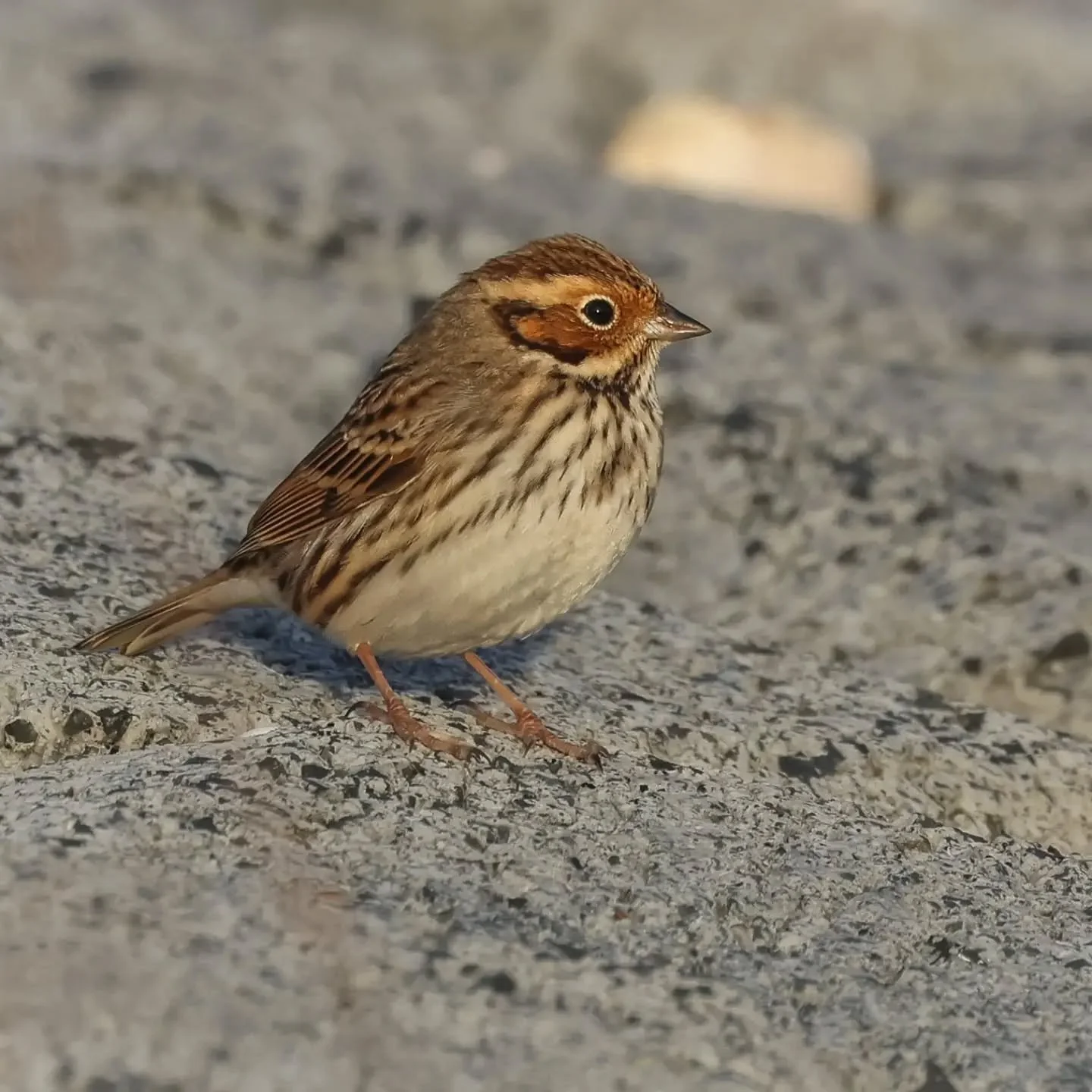 Deze twee dwerggorzen zaten praktisch in onze tuin in Vlieland. Ze foerageerden in de kruidenvegetatie op de Waddendijk en met wat geduld lieten ze zich fantastisch bekijken. Dwerggorzen zijn zeldzame gasten uit Scandinavi&euml;/Siberi&euml; en worde