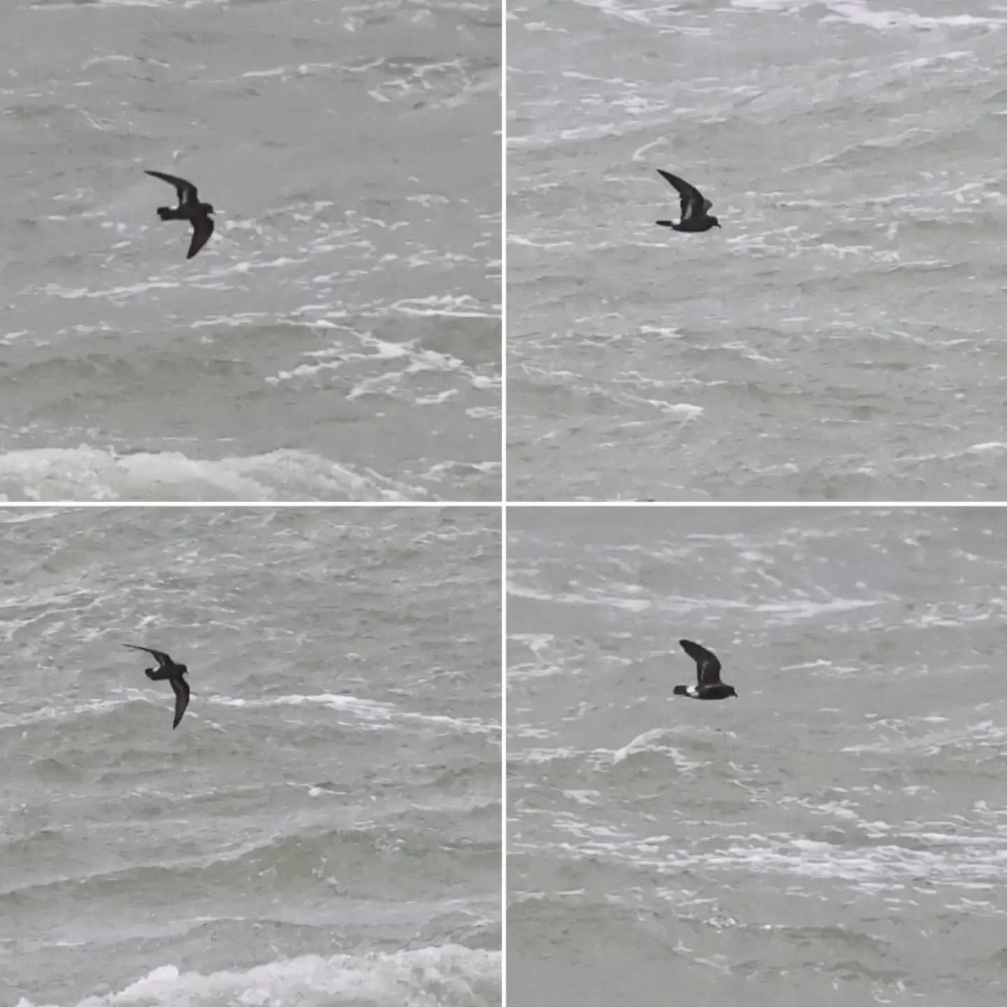 Wat een geweldige waarneming was dit! Tijdens een uurtje over zee kijken aan de Waddenzee-kant van Texel samen met o.a. @camilladreef en Ruud van Beusekom, pikte ik ineens dit stormvogeltje op (uiteraard met en dankzij mijn gestabiliseerde kijker van