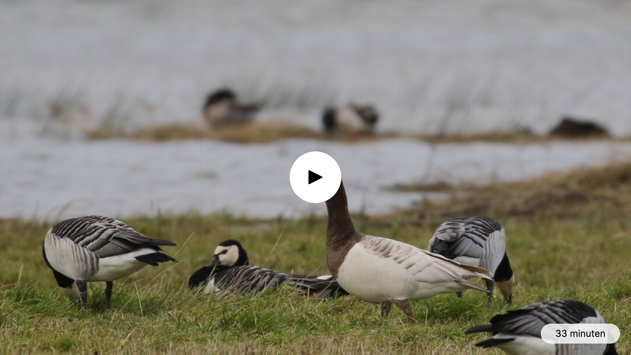 Nederland, Waterland, Vogelland - Winter