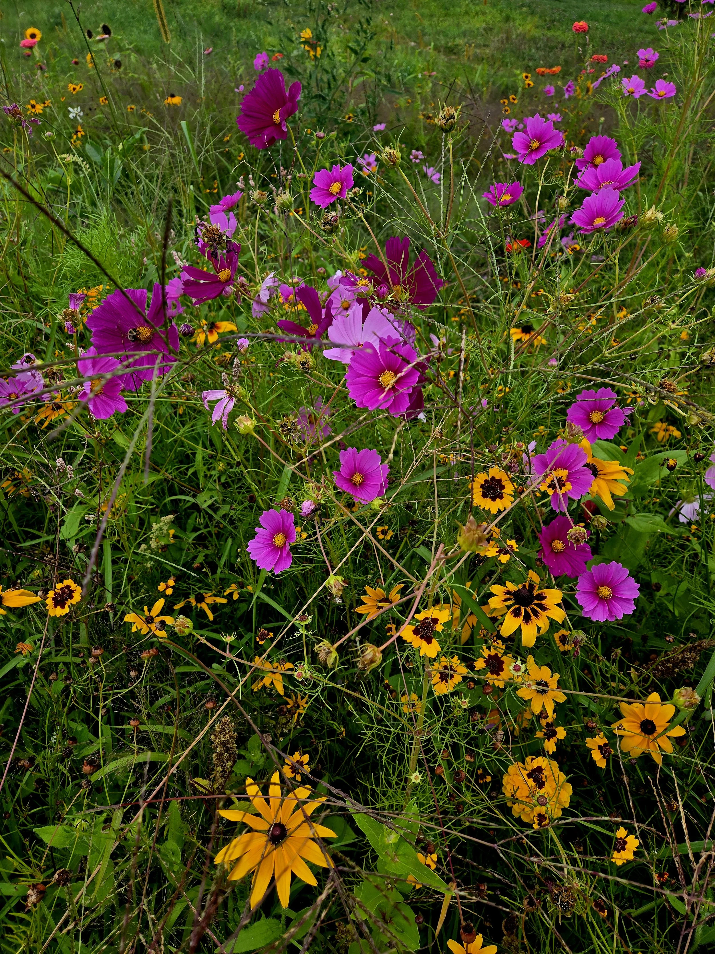 fleurs2.jpg