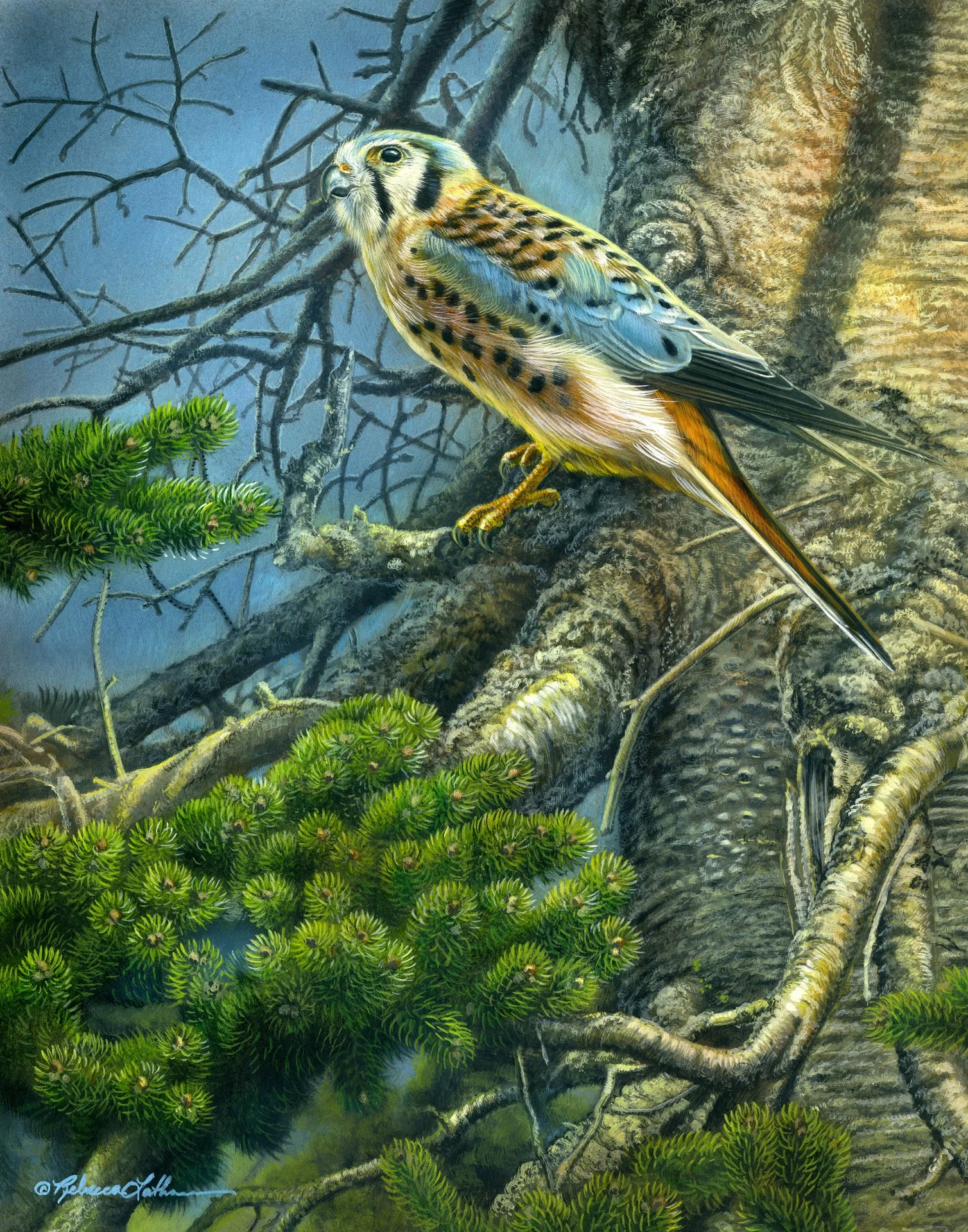 Rebecca Latham-Spruce Summit-American Kestrel