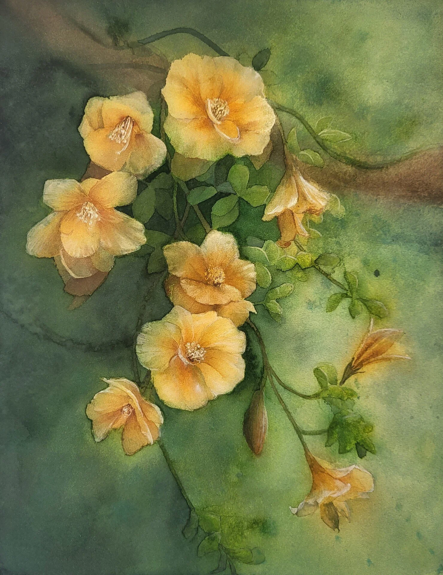 Gloria Chan-Trumpet Vine Campsis grandiflora