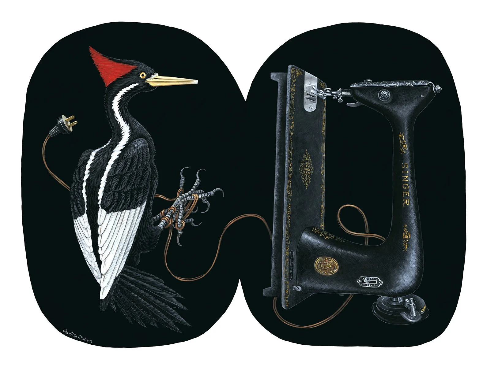 Chantelle Chapman-No Songbird (Ivory-billed Woodpecker)