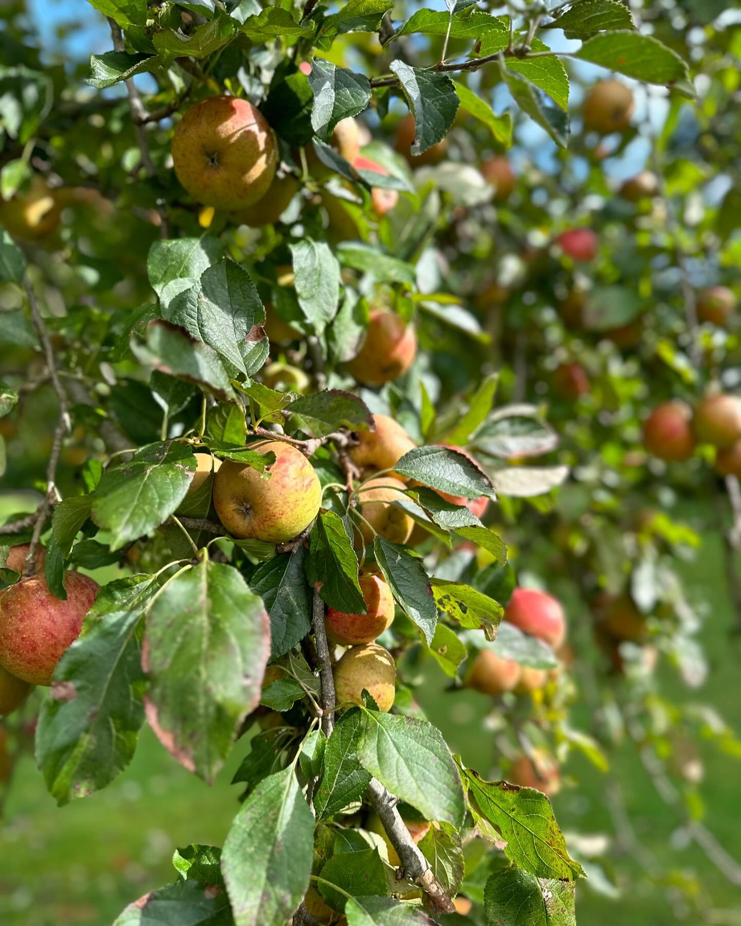 Jus de pommes 🍎 fr&aring;n slottstr&auml;dg&aring;rden, mums 😊🍏