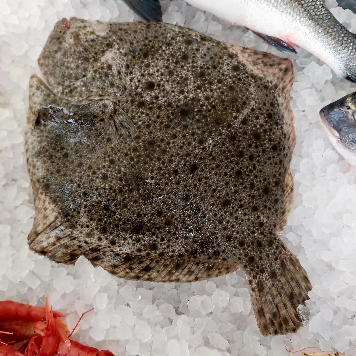 🐟 Questa settimana alla Pescheria/Gastronomia Al Cortiletto il protagonista &egrave; il Rombo Chiodato, un pesce pregiato dalle carni bianche e compatte, dal sapore delicato e raffinato.
Perfetto per ricette semplici ma ricche di gusto &mdash; come 