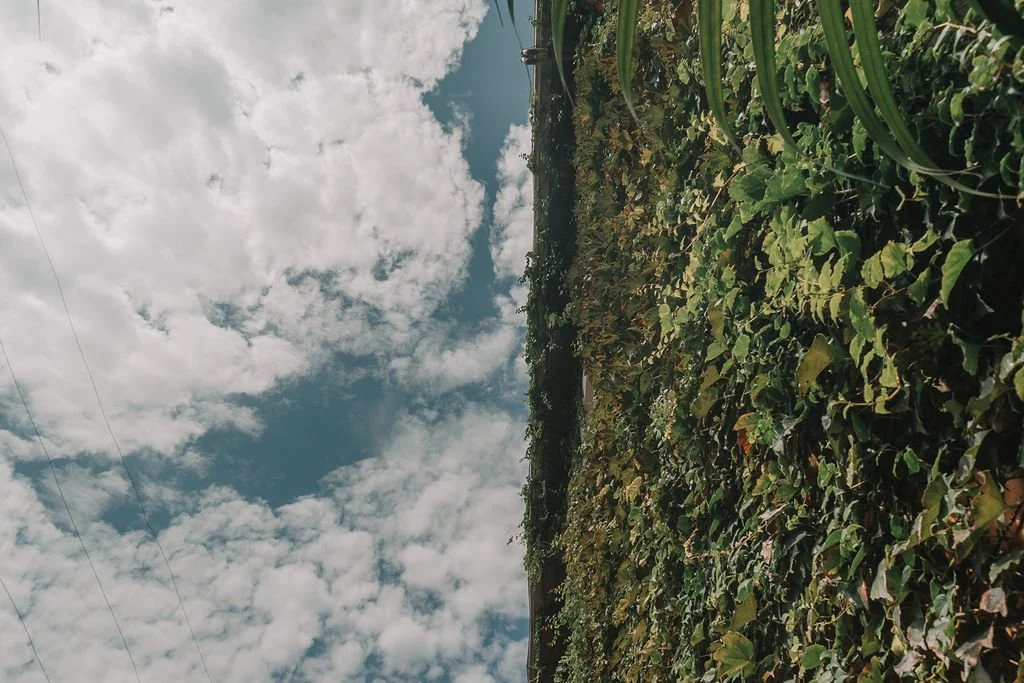 Observe um campo de plantas com folhagem verde sob um céu com nuvens brancas e céu azul ao fundo.