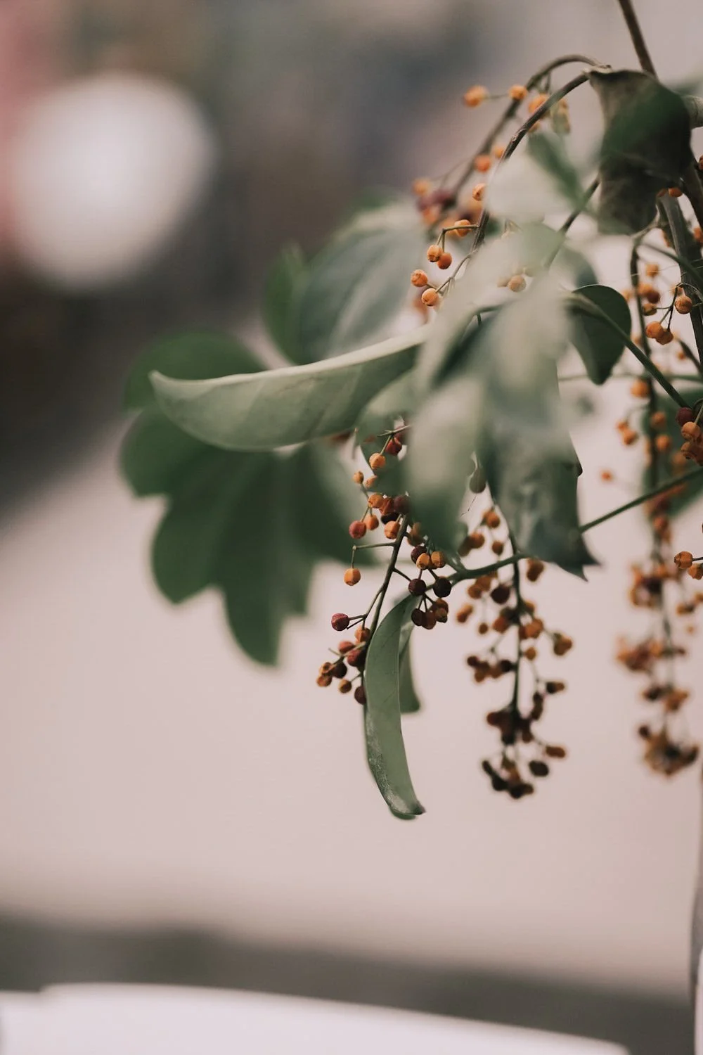 Folhas verdes com pequenos frutos alaranjados pendurados em galhos.