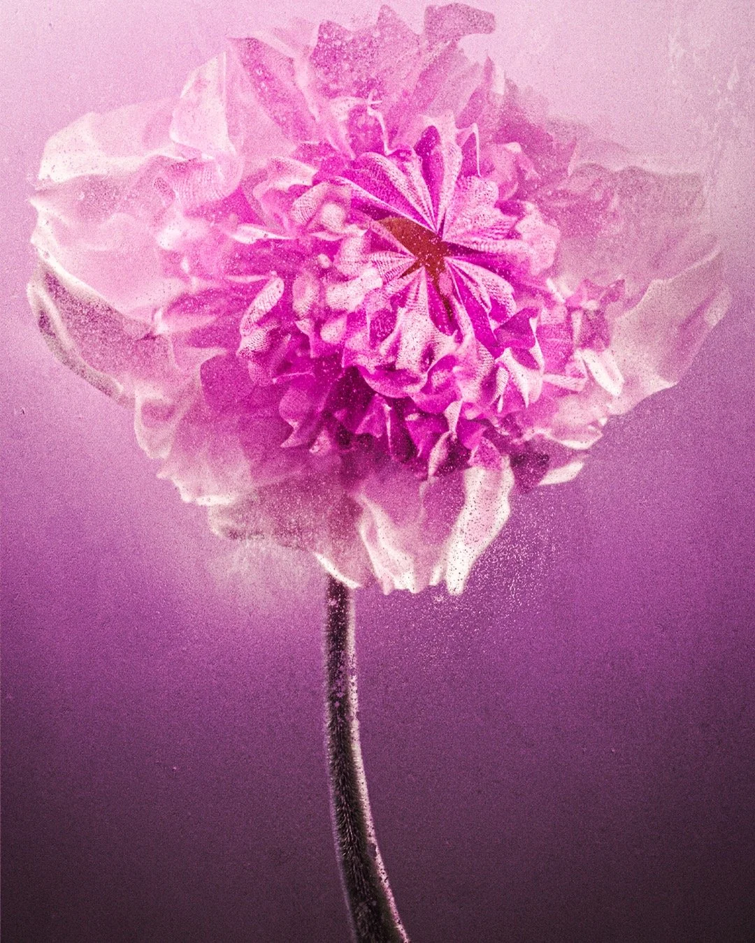 "An Unfolding Awakening - Inhale Renewal, Exhale Growth&rdquo; is a new project I embarked this year 🌼 This 3D series is not made with AI and it&rsquo;s all about the beauty of change through the lens of nature, nothing new.

Inspired by the re