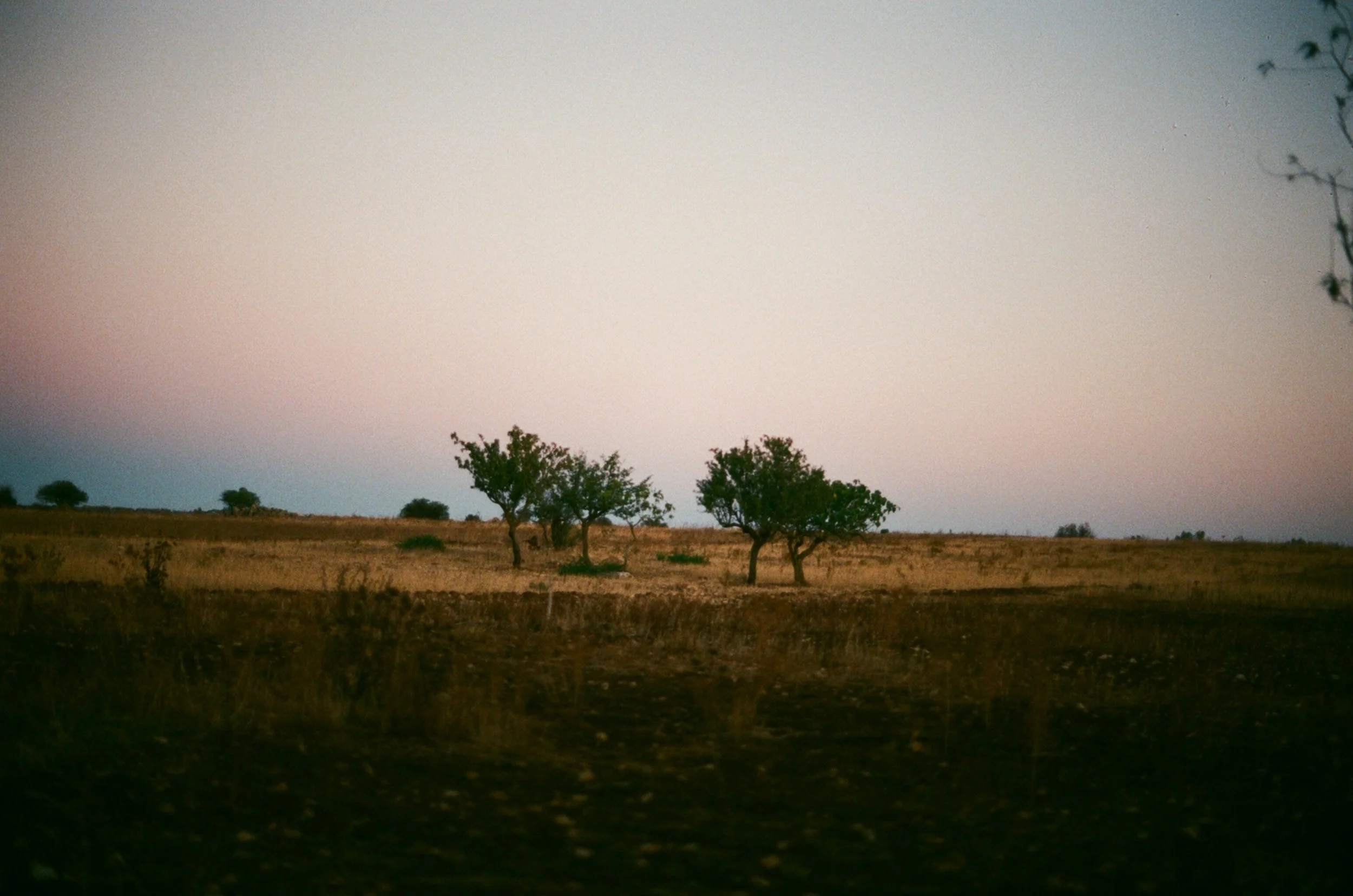 Olive trees - Porto Cesareo - Fuji C200