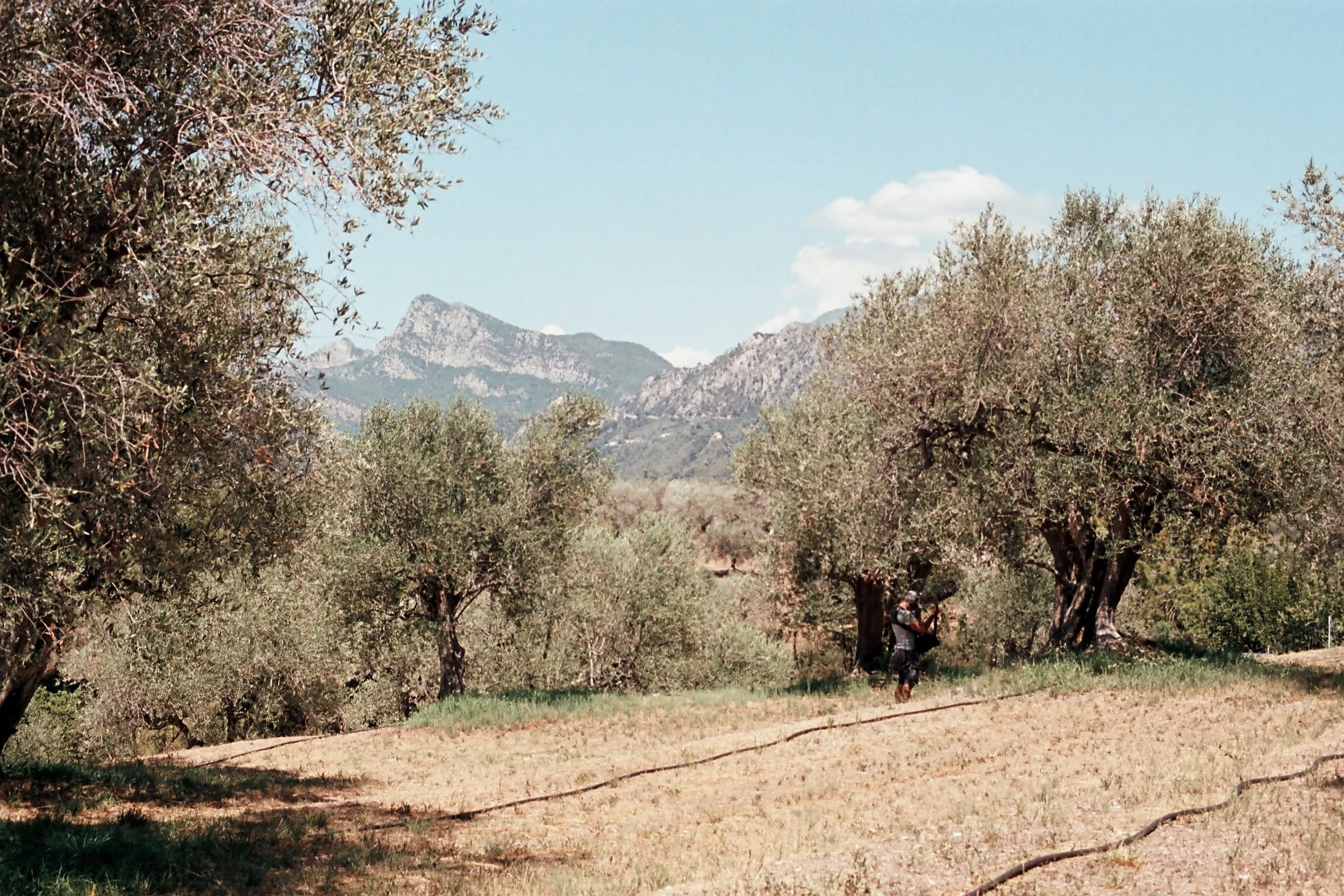 Alziari Olive Field - St Martin du Var - Silberra 160