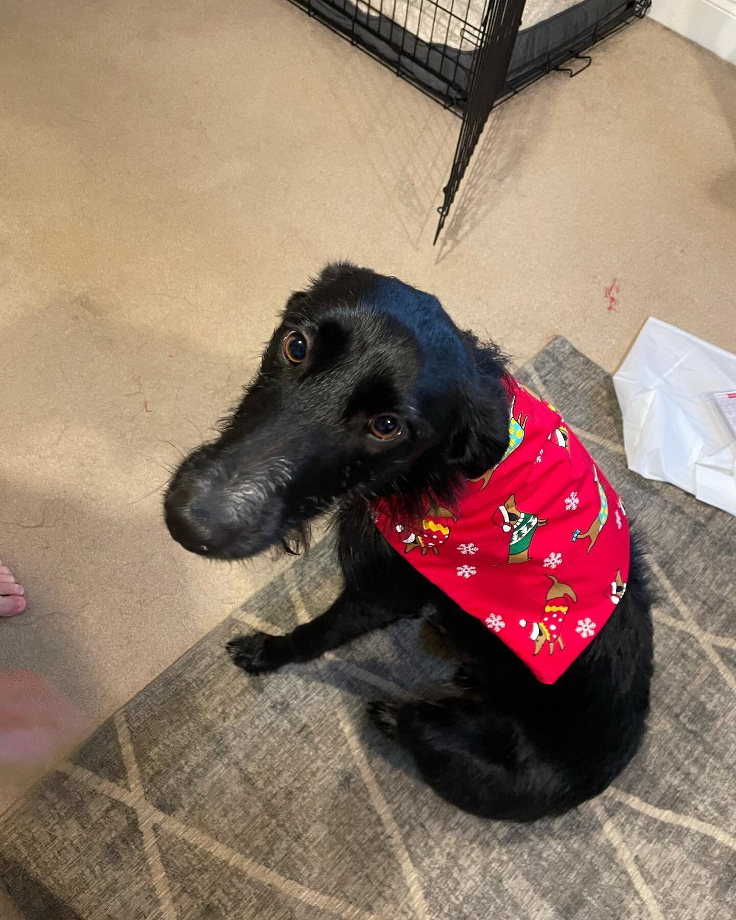 Merry Christmas 🎄 🐾