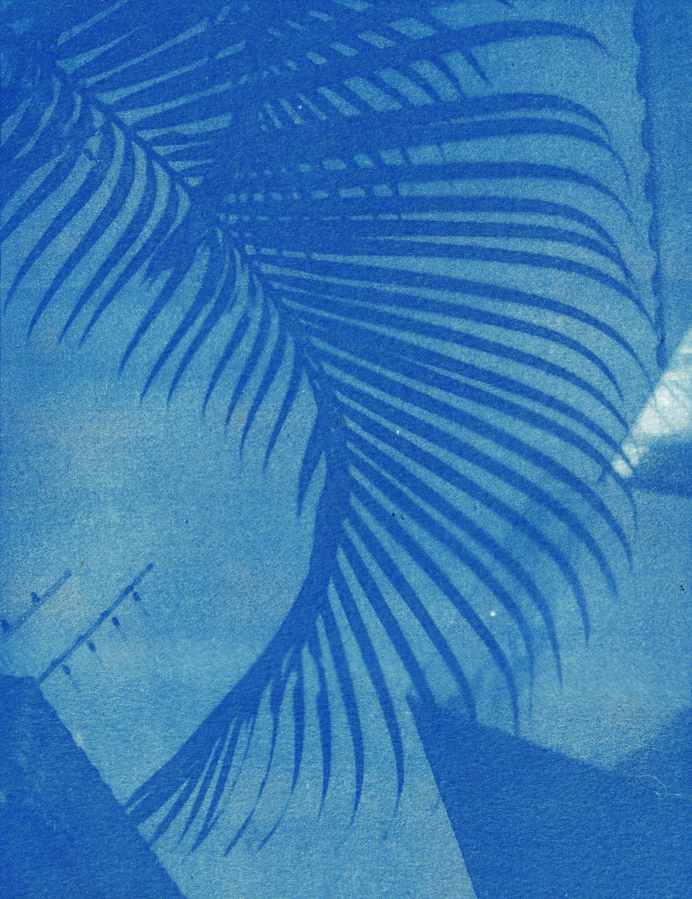 Mexico_Palm copy.jpg