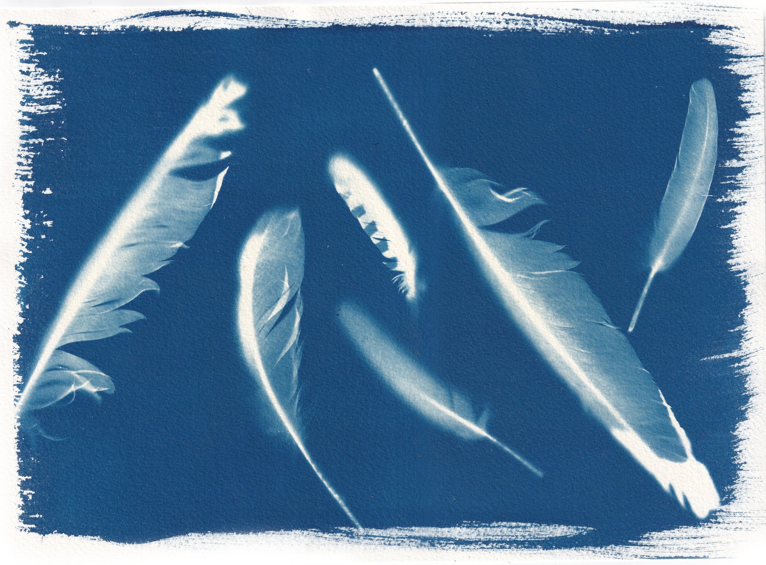 Feathers.jpg