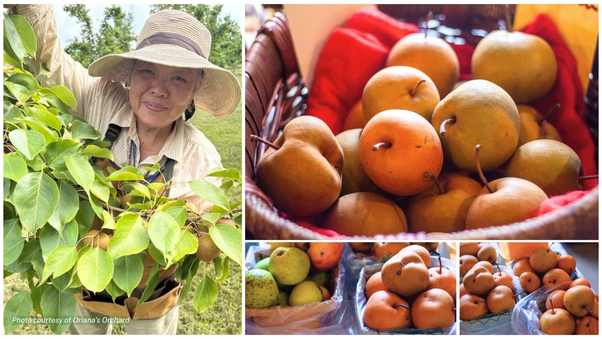A Winter Delight:Asian Pears from Oriana’s Orchard