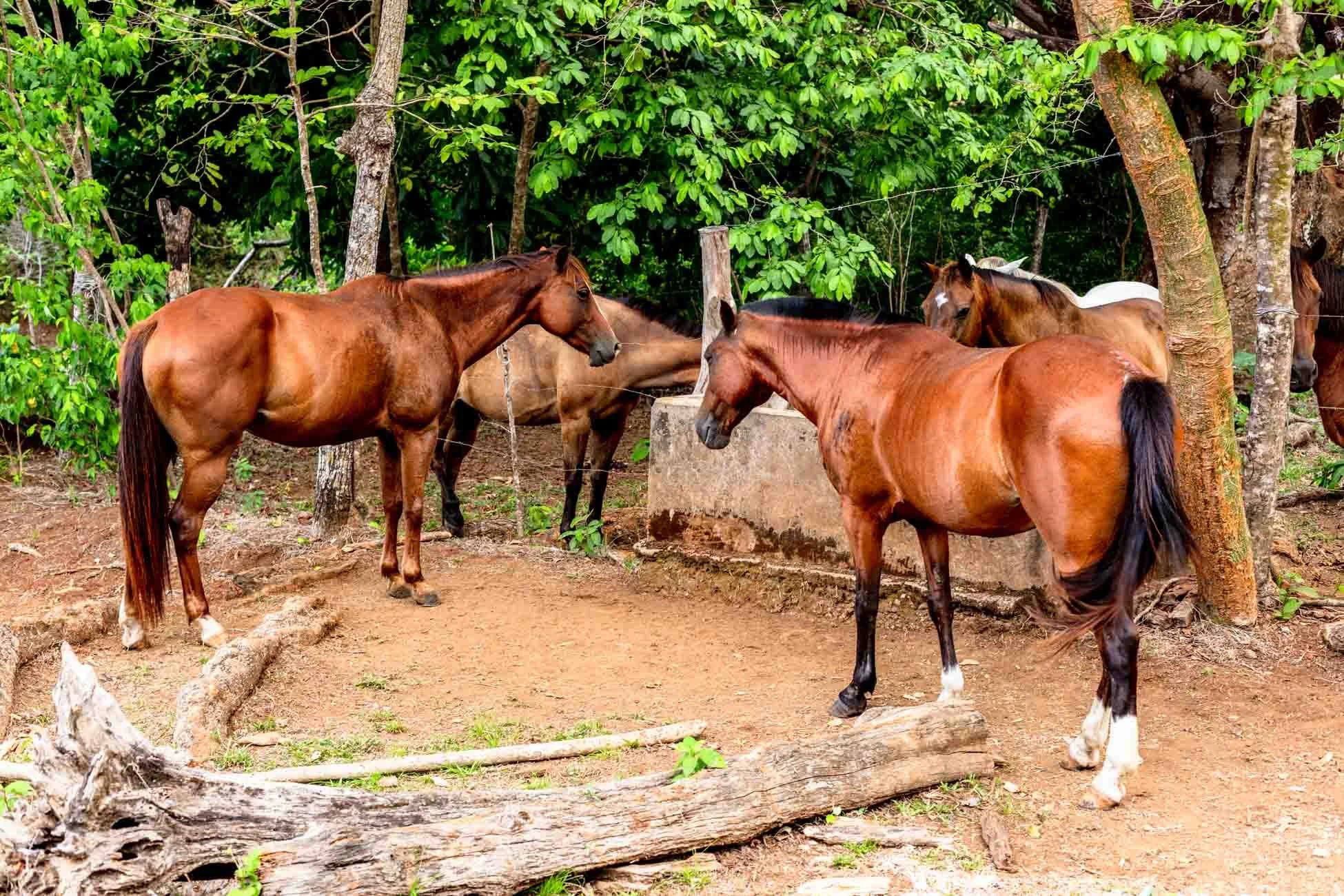 Several brown horses in a wooded outdoor area, some near a concrete water trough and trees, with green foliage in the background. Lifestyle and brand photographer in San Francisco