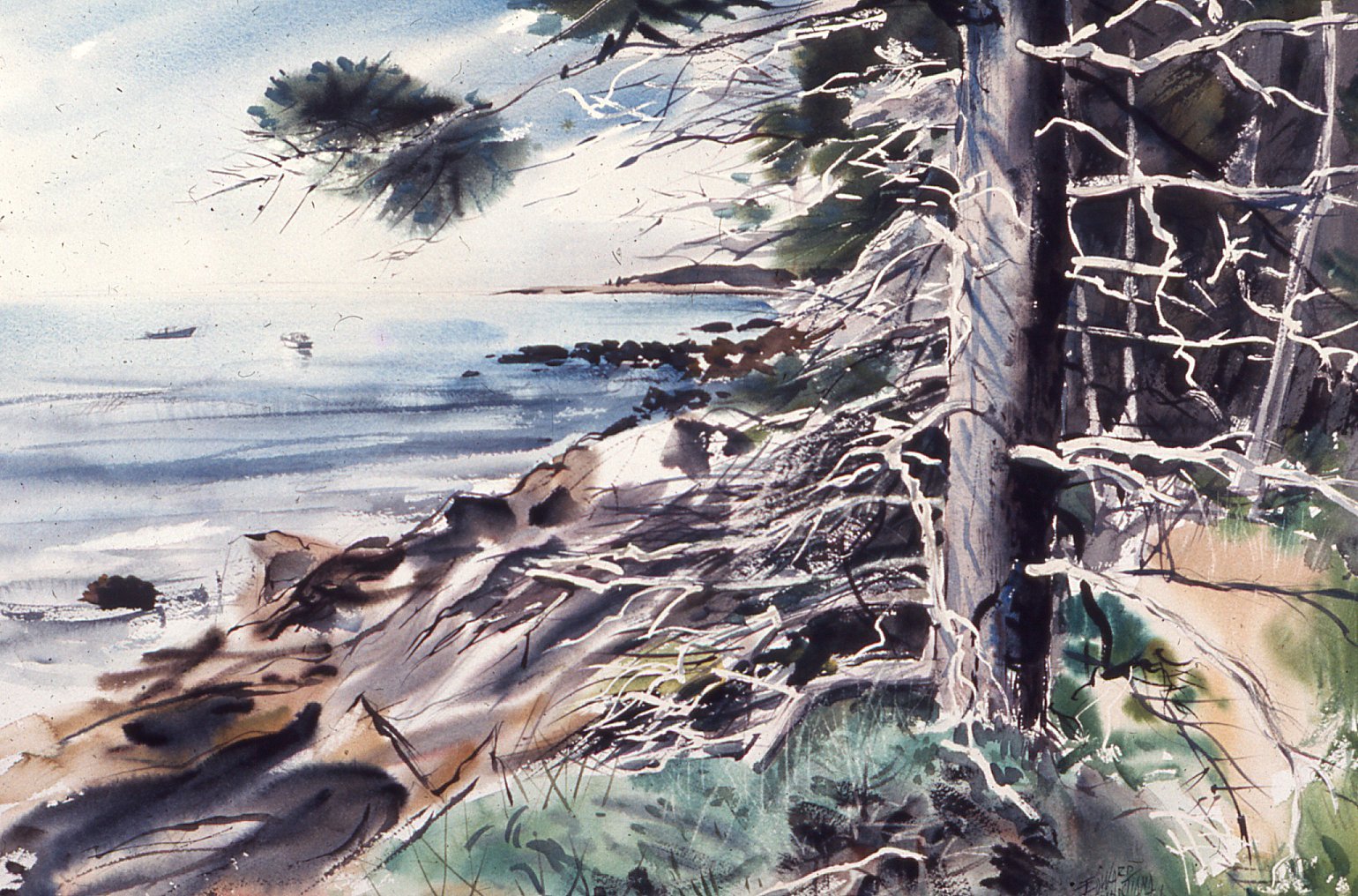 Shore_Spruce,Hart's_Neck,18x24,1974.jpg