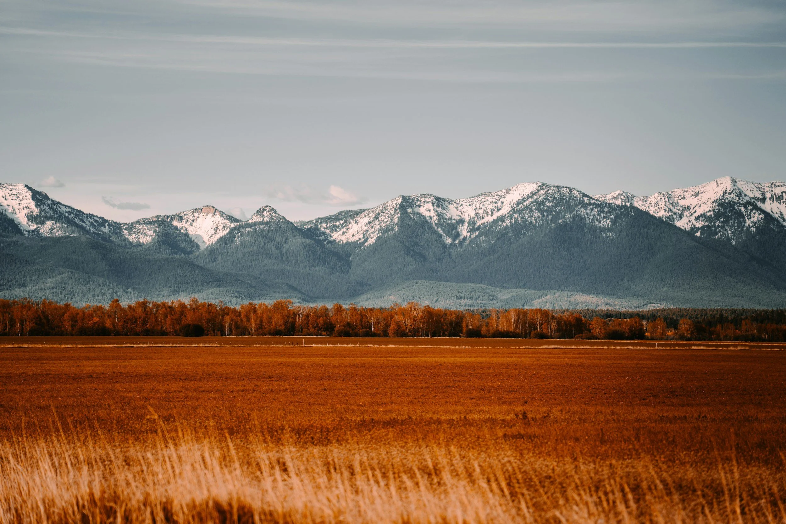 Scenic landscape of snow-capped mountains in the background, a forest of trees in autumn colors, and an expansive field of golden grass in the foreground.