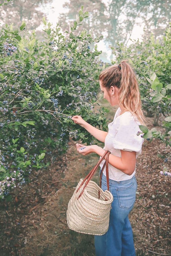 Blueberry-picking.jpeg