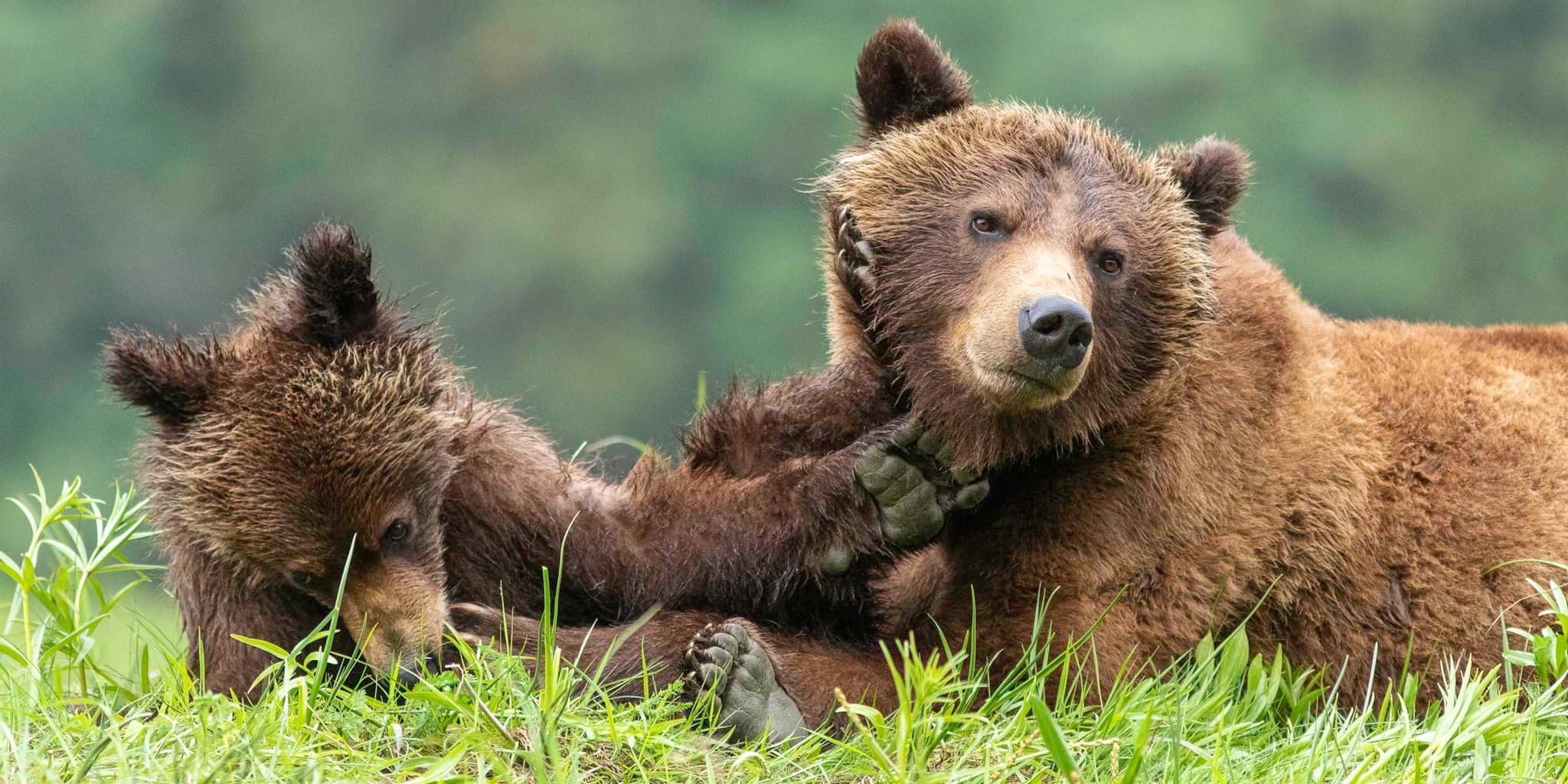 Great Bear Lodge Grizzly Bear Viewing Tours