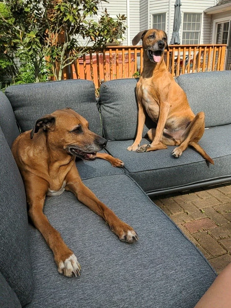 Ellisa - Jesse and Ajax.jpg