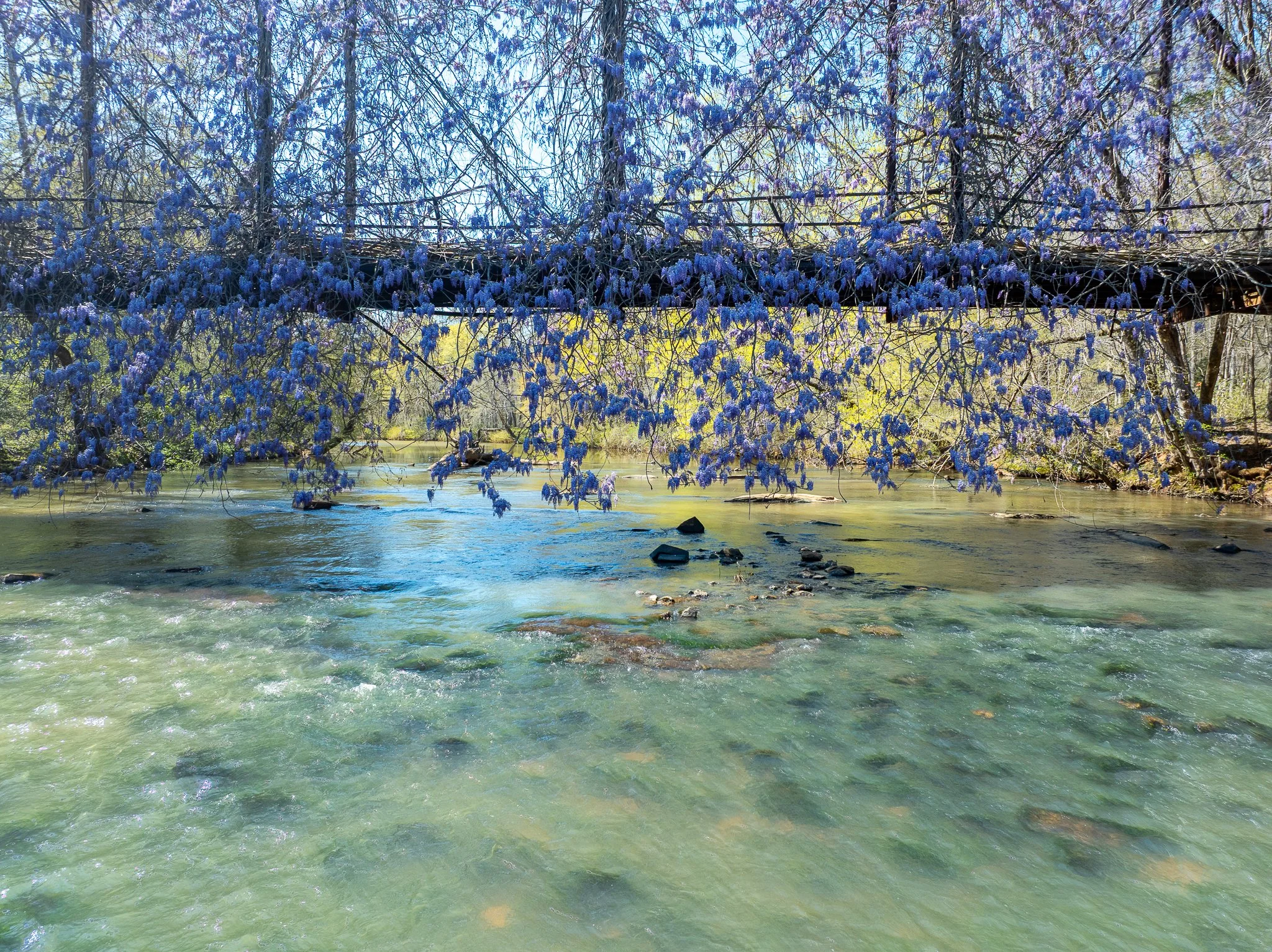 A river flowing through a forest with blue wildflowers hanging from a bridge above.