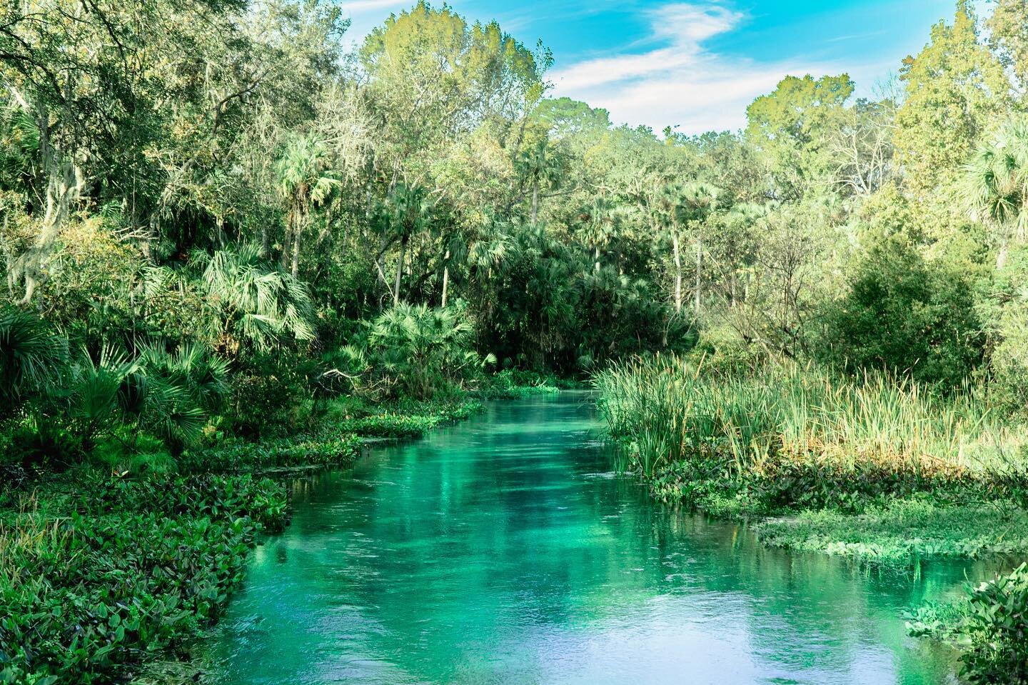 Ginnie Springs Florida #wekivasprings #ginniesprings #sonyalpha