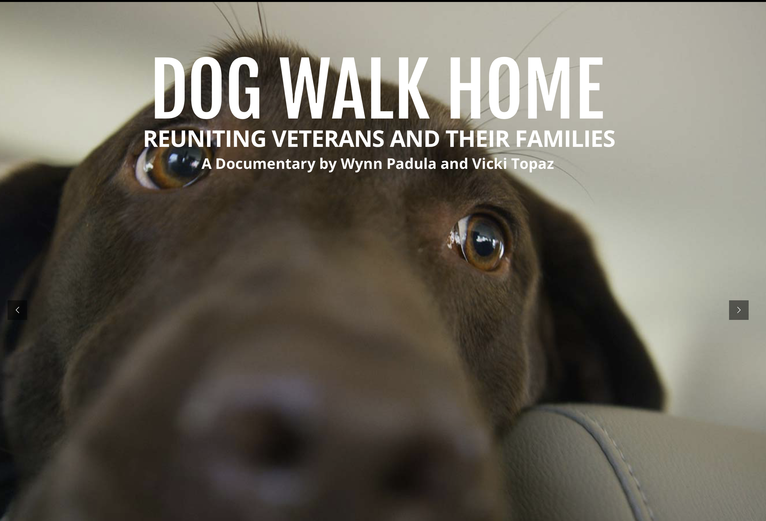 Dog Walk Home  |  Documentary Film 